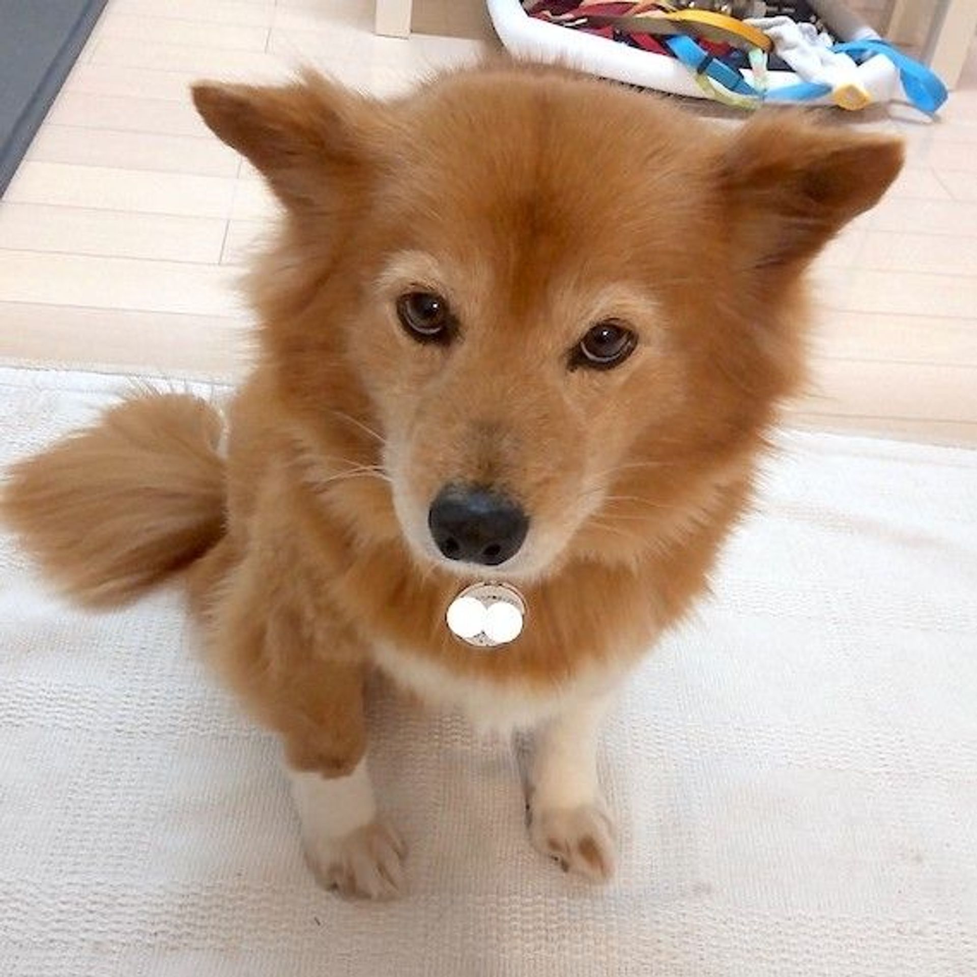 雑種（ミックス犬）・メスの里親募集の写真