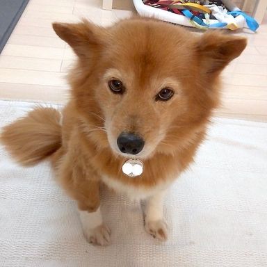 むつみの写真