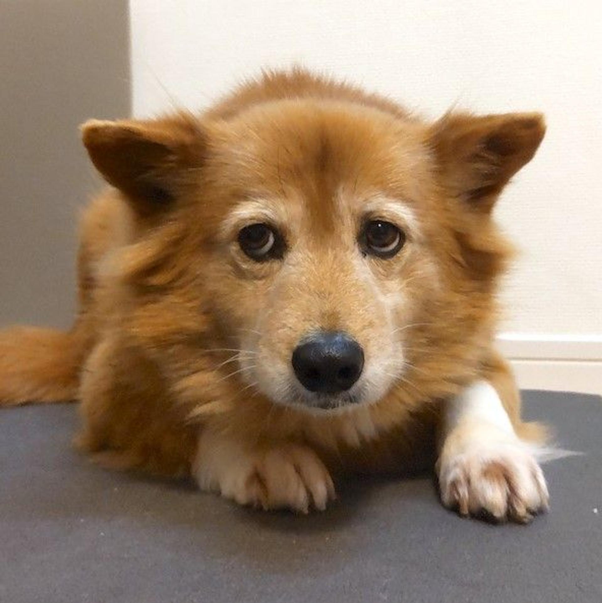pet-image-2