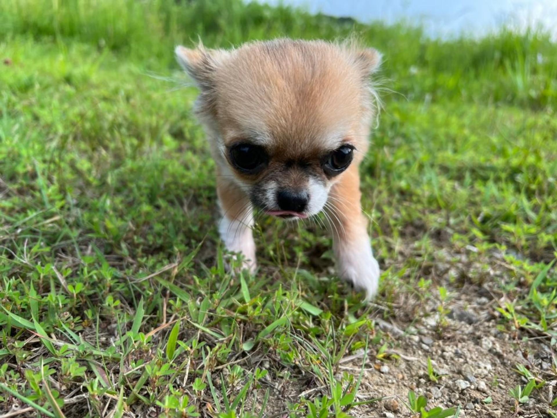 pet-image-4