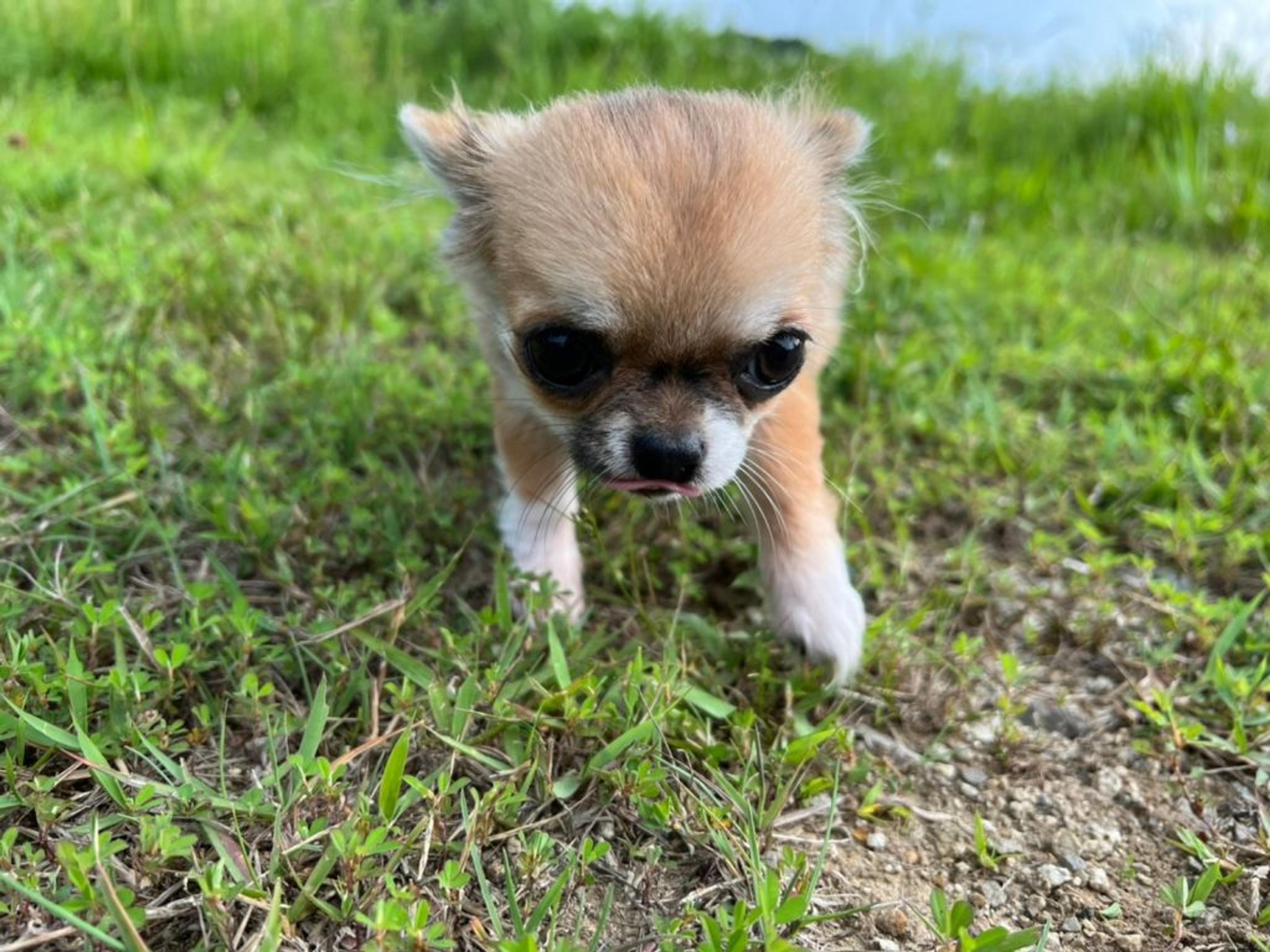 pet-image-4