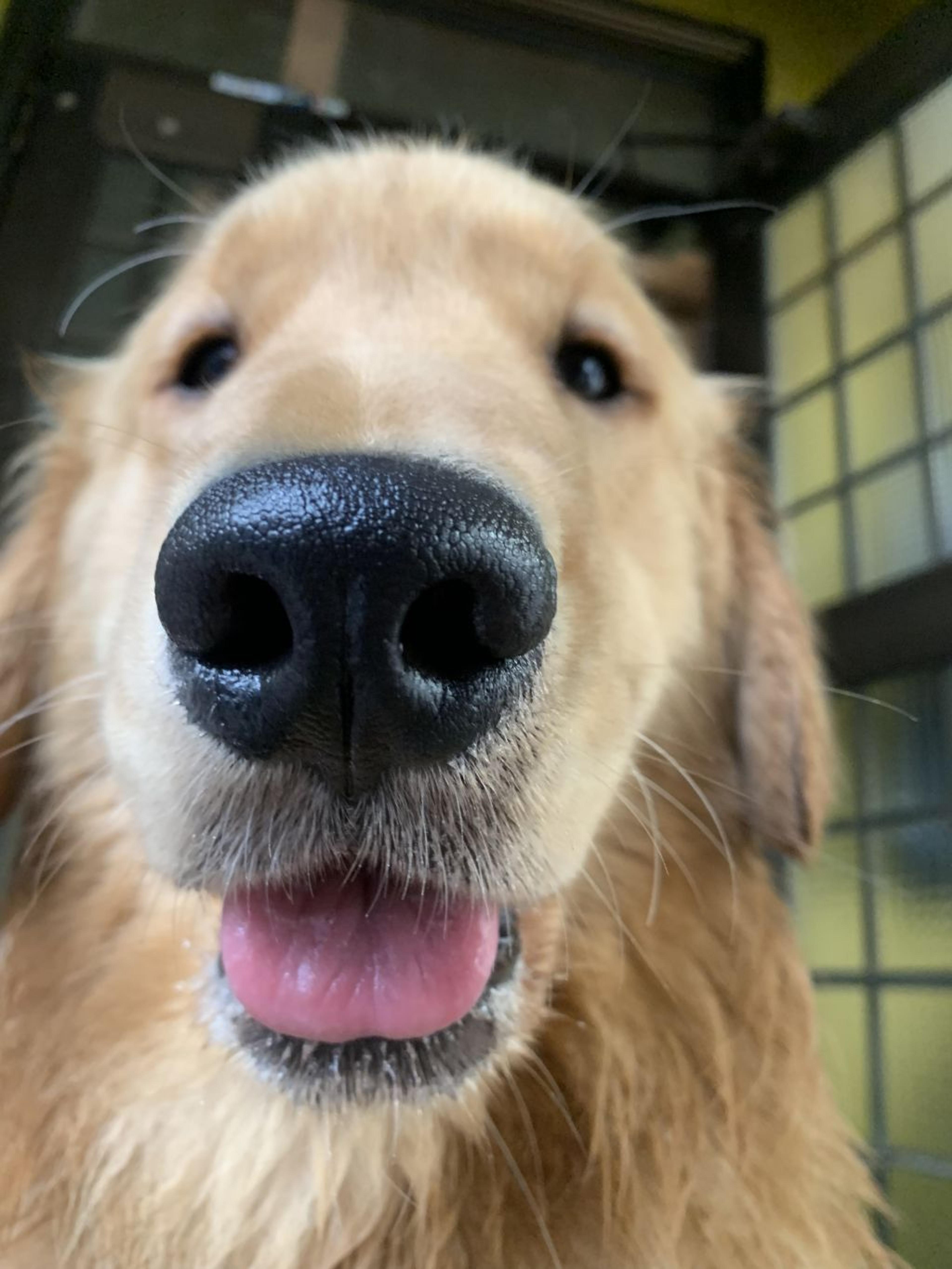 pet-image-4