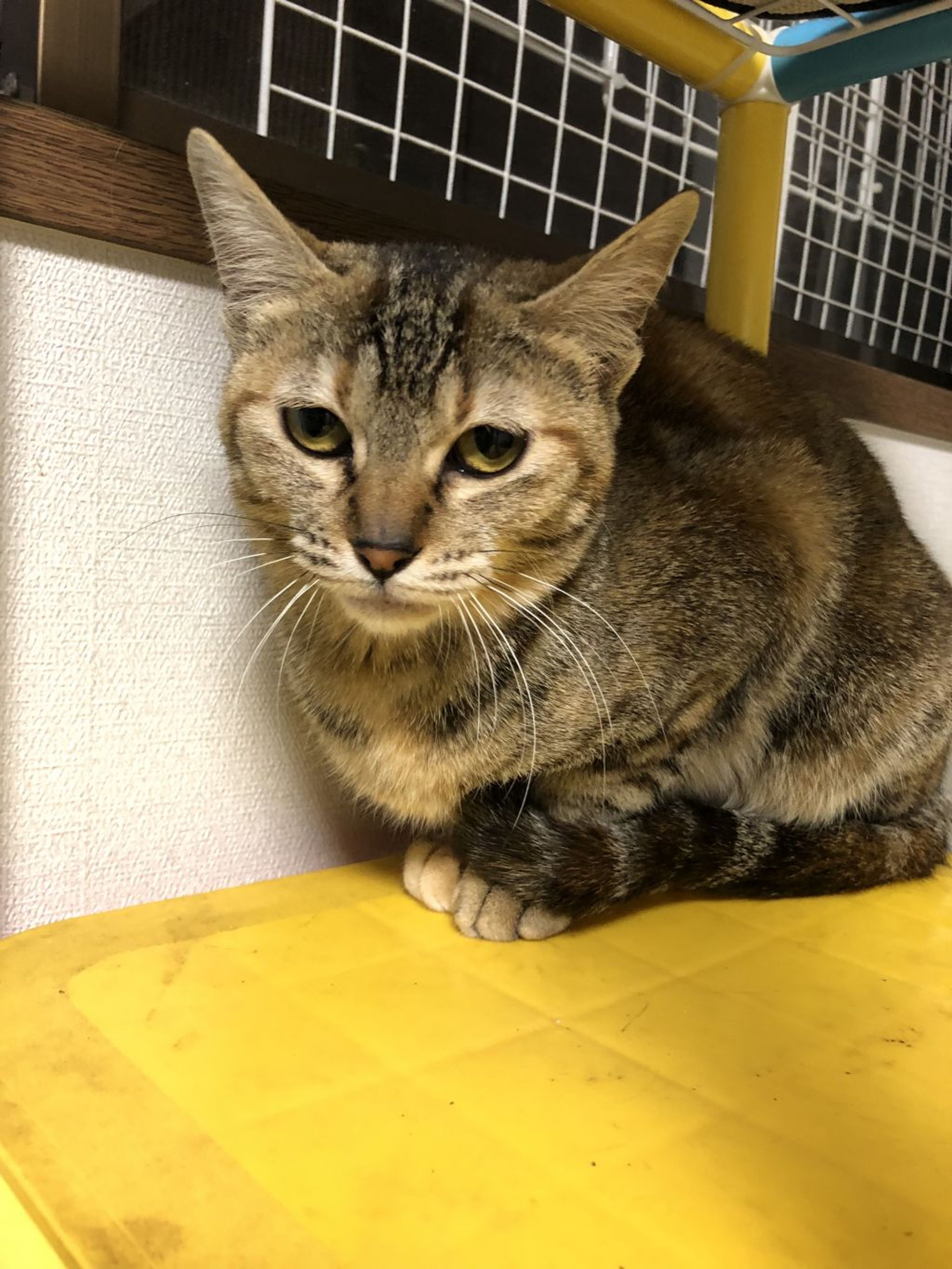 雑種（ミックス猫）・メスの里親募集の写真