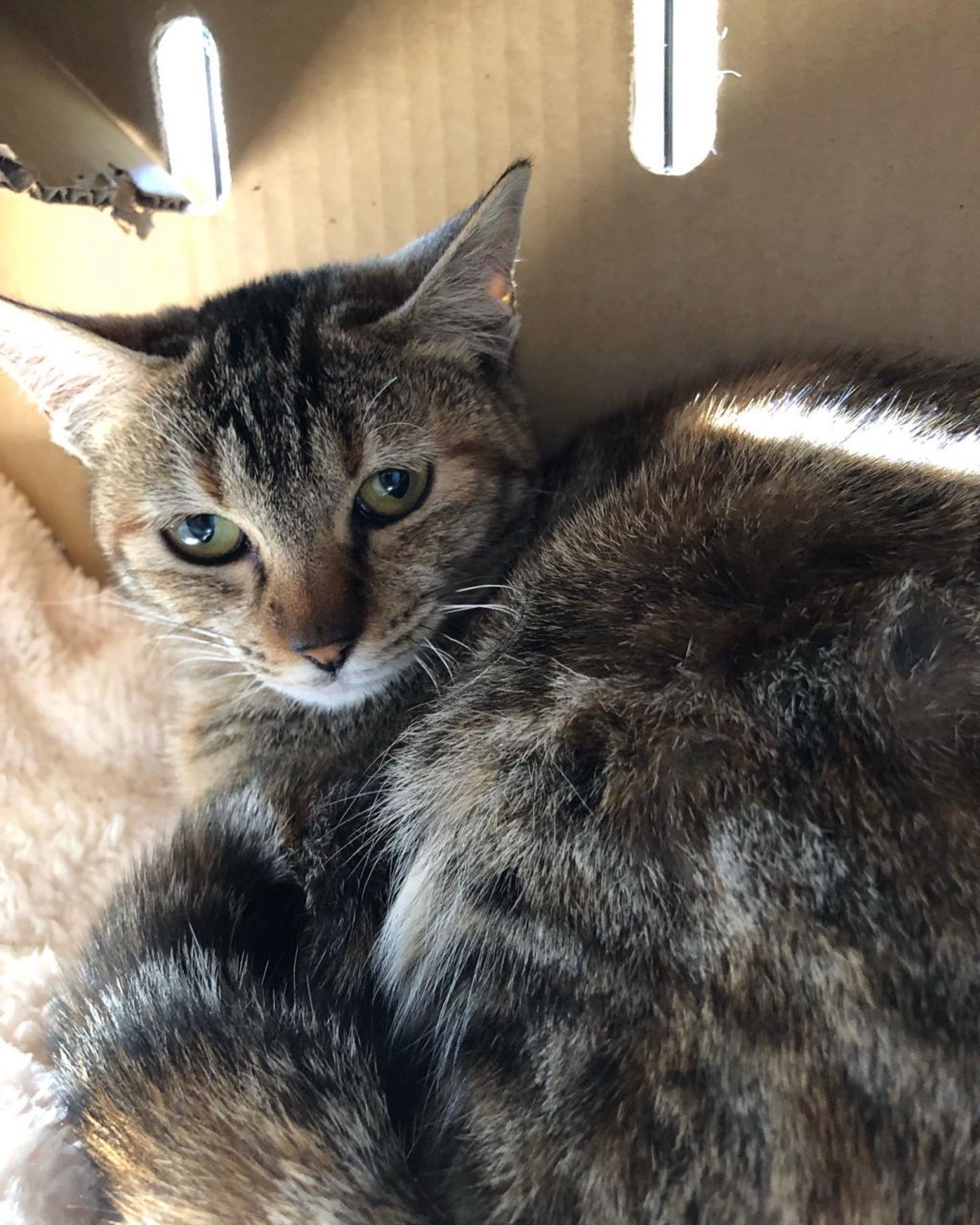pet-image-2