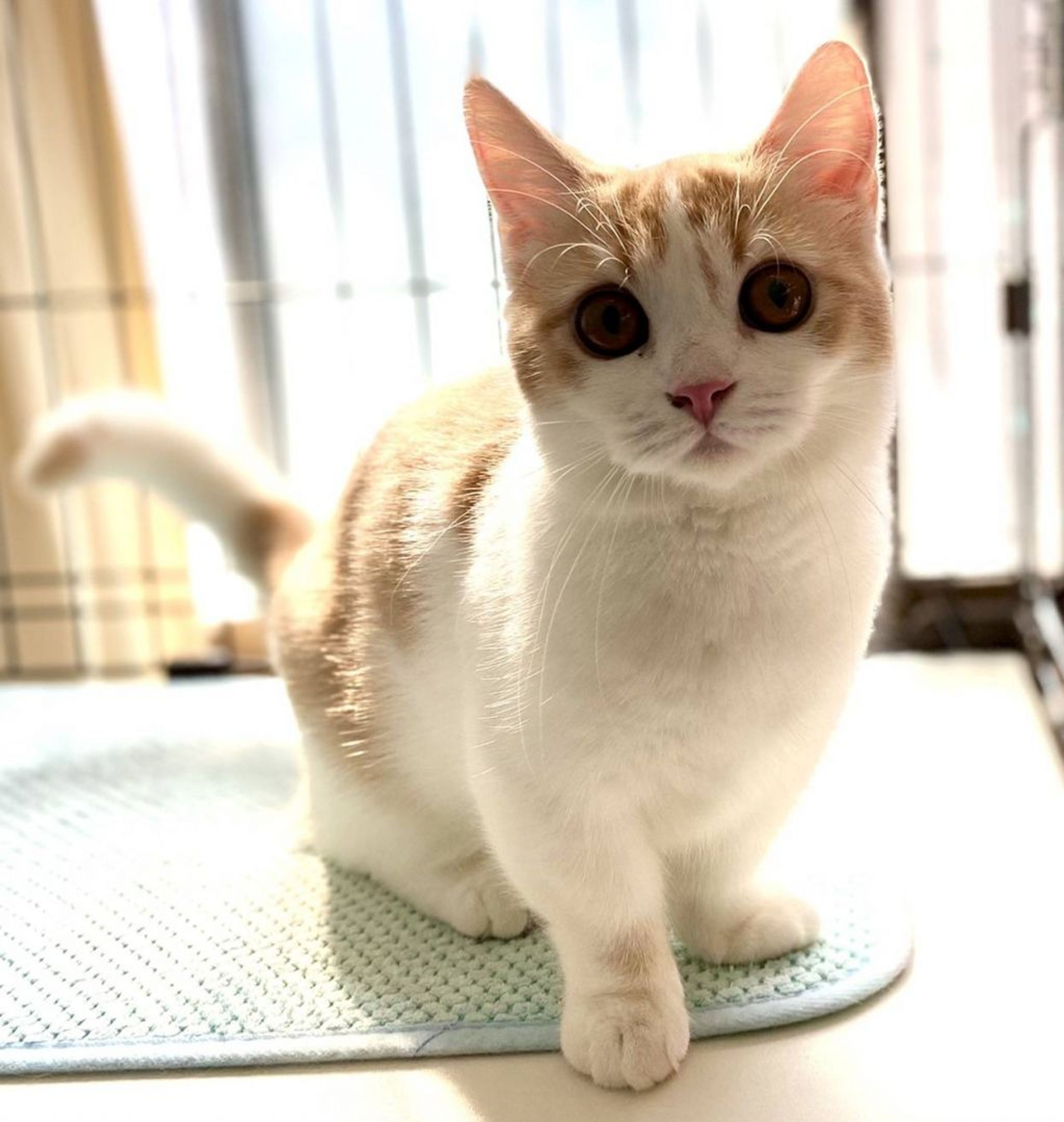 マンチカン・メスの里親募集の写真