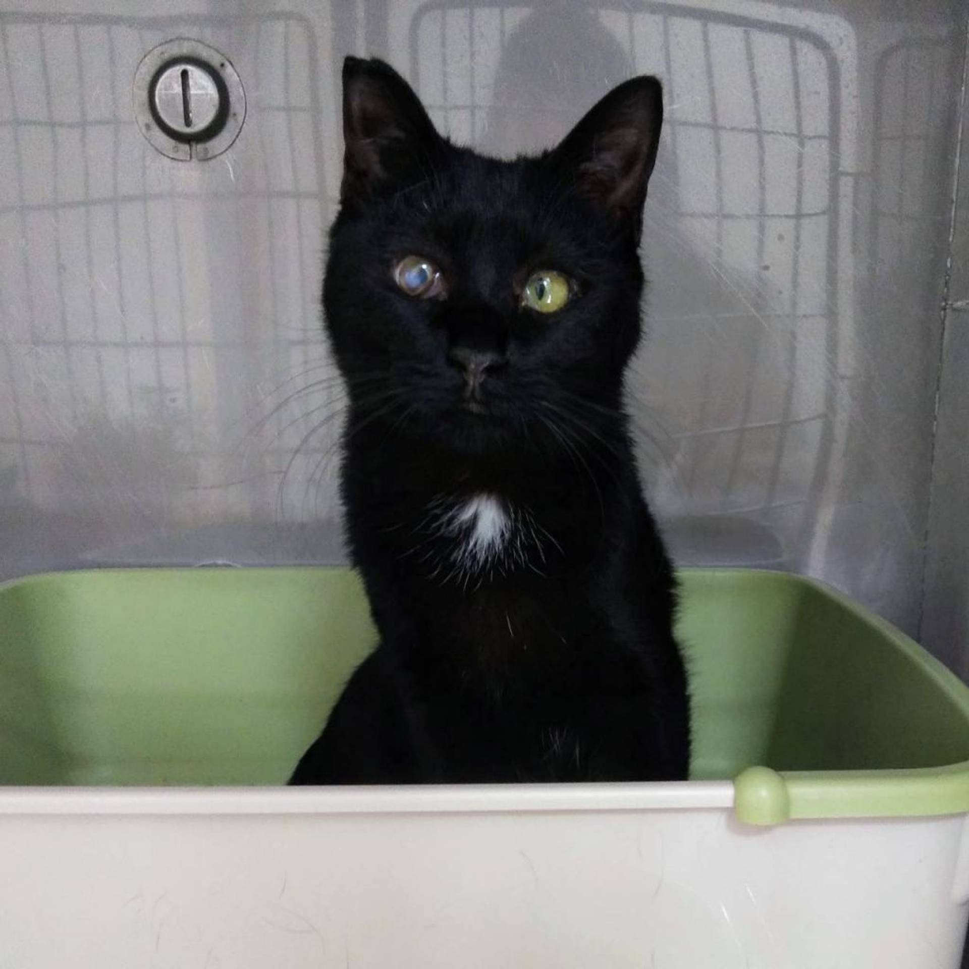 雑種（ミックス猫）・メスの里親募集の写真