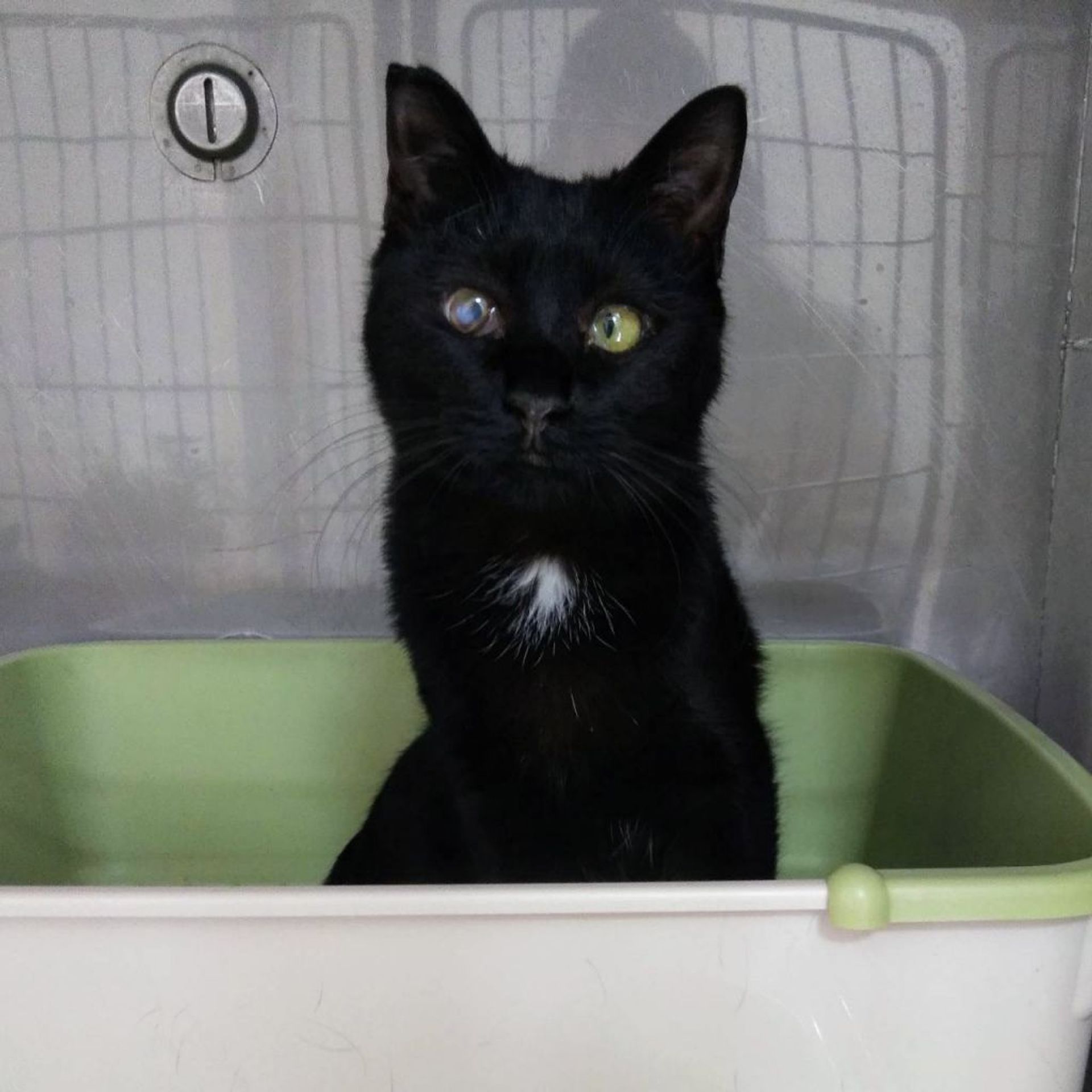雑種（ミックス猫）・メスの里親募集の写真