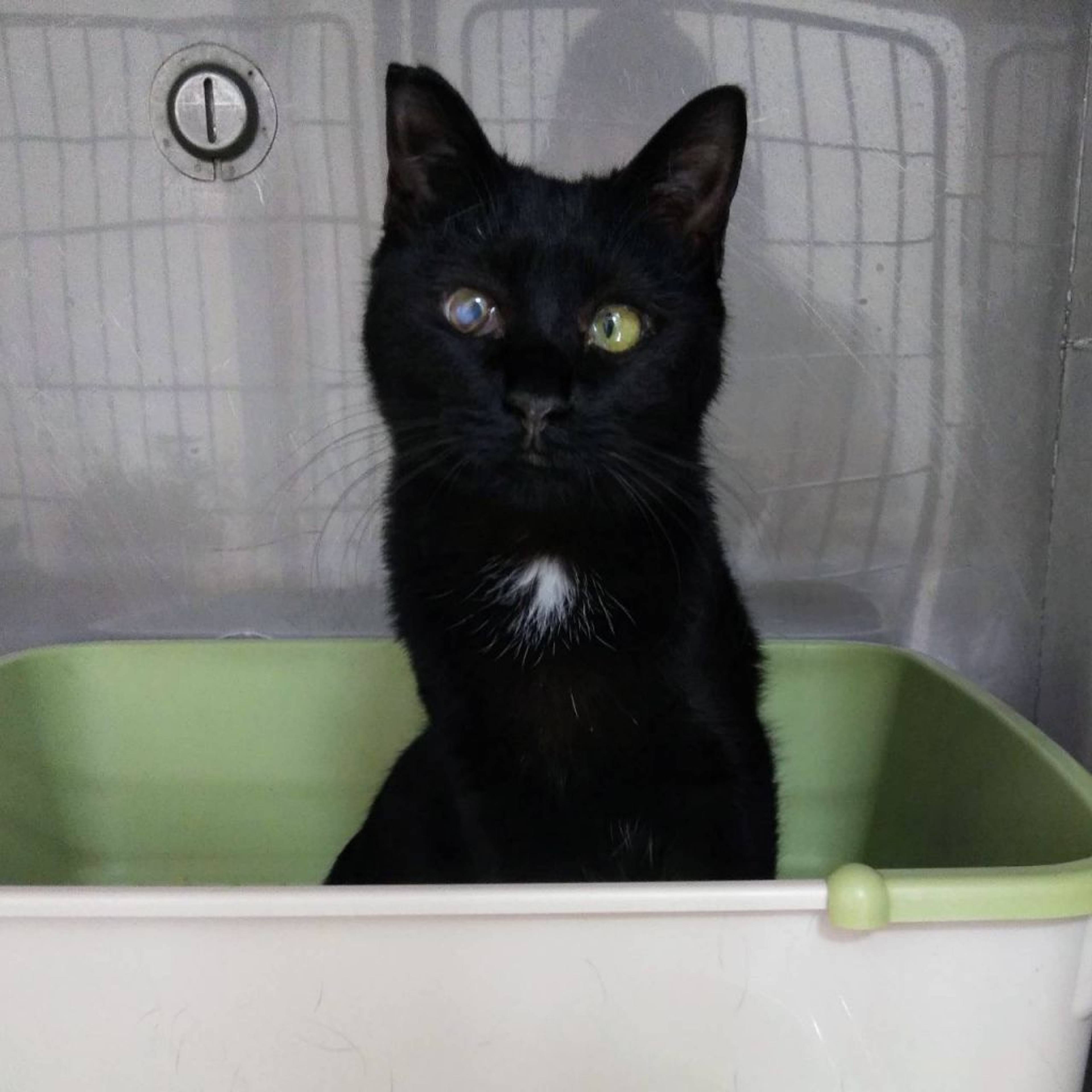 雑種（ミックス猫）・メスの里親募集の写真