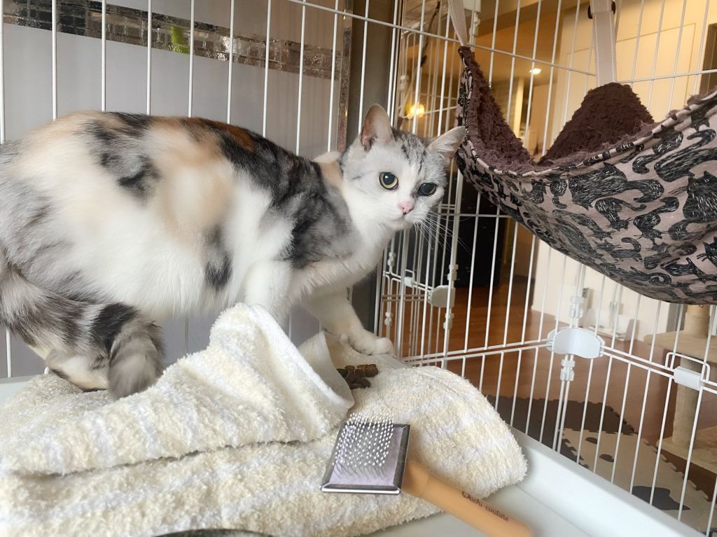 ♡お雛様猫ひな様 ハチワレ♡三毛ちゃん 瞑想猫(*´∇｀*)