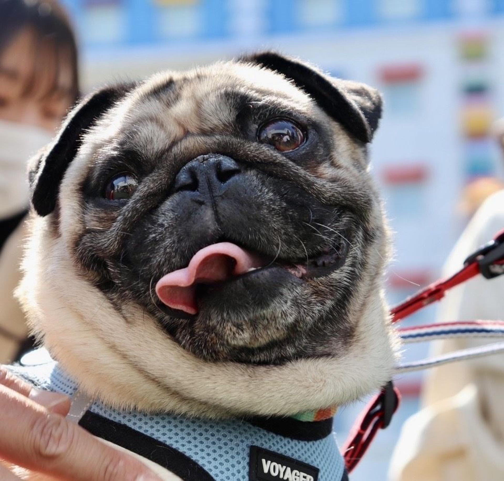 pet-image-3