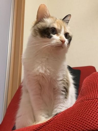 ジルの写真
