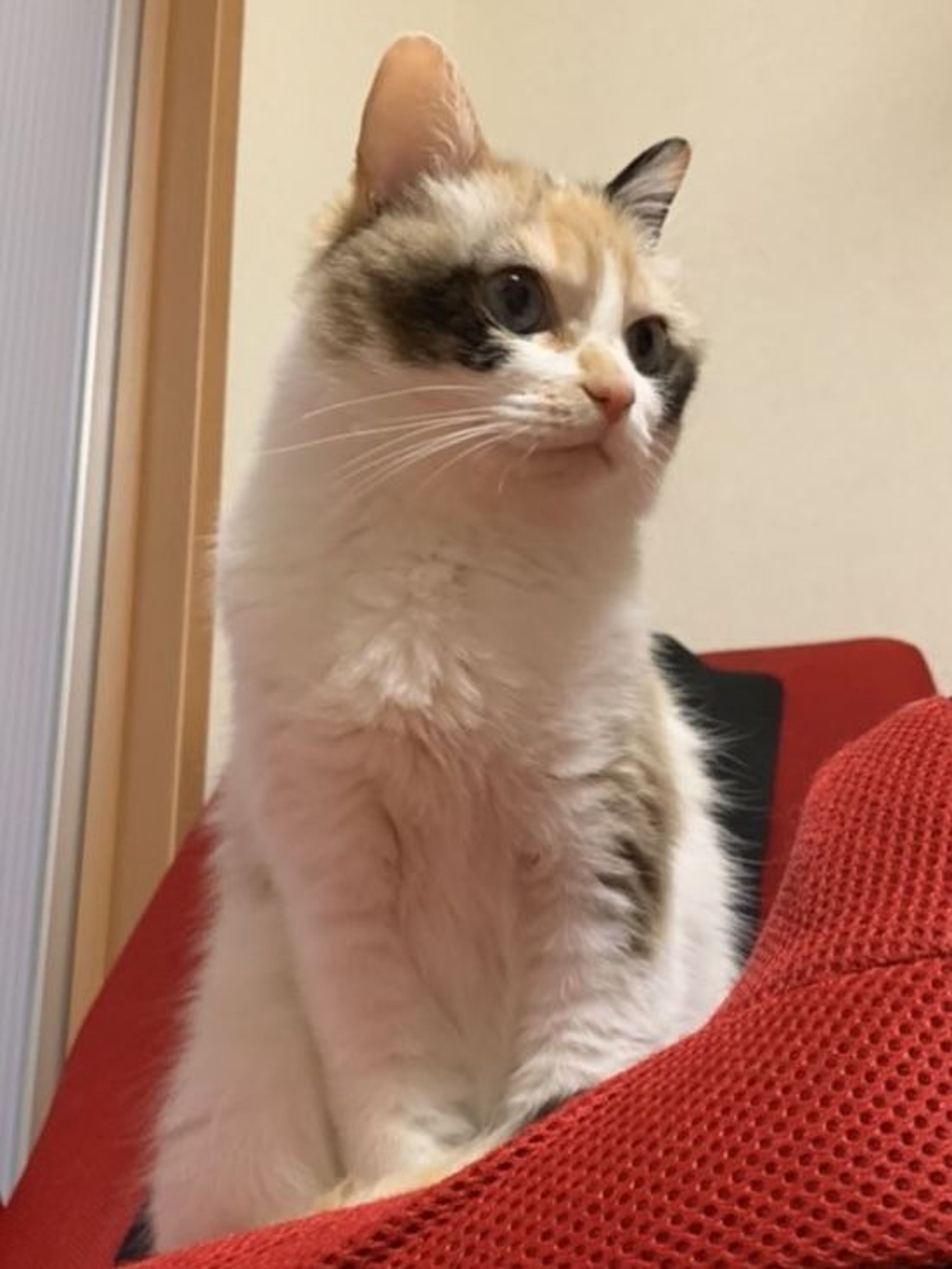 雑種（ミックス猫）・メスの里親募集の写真
