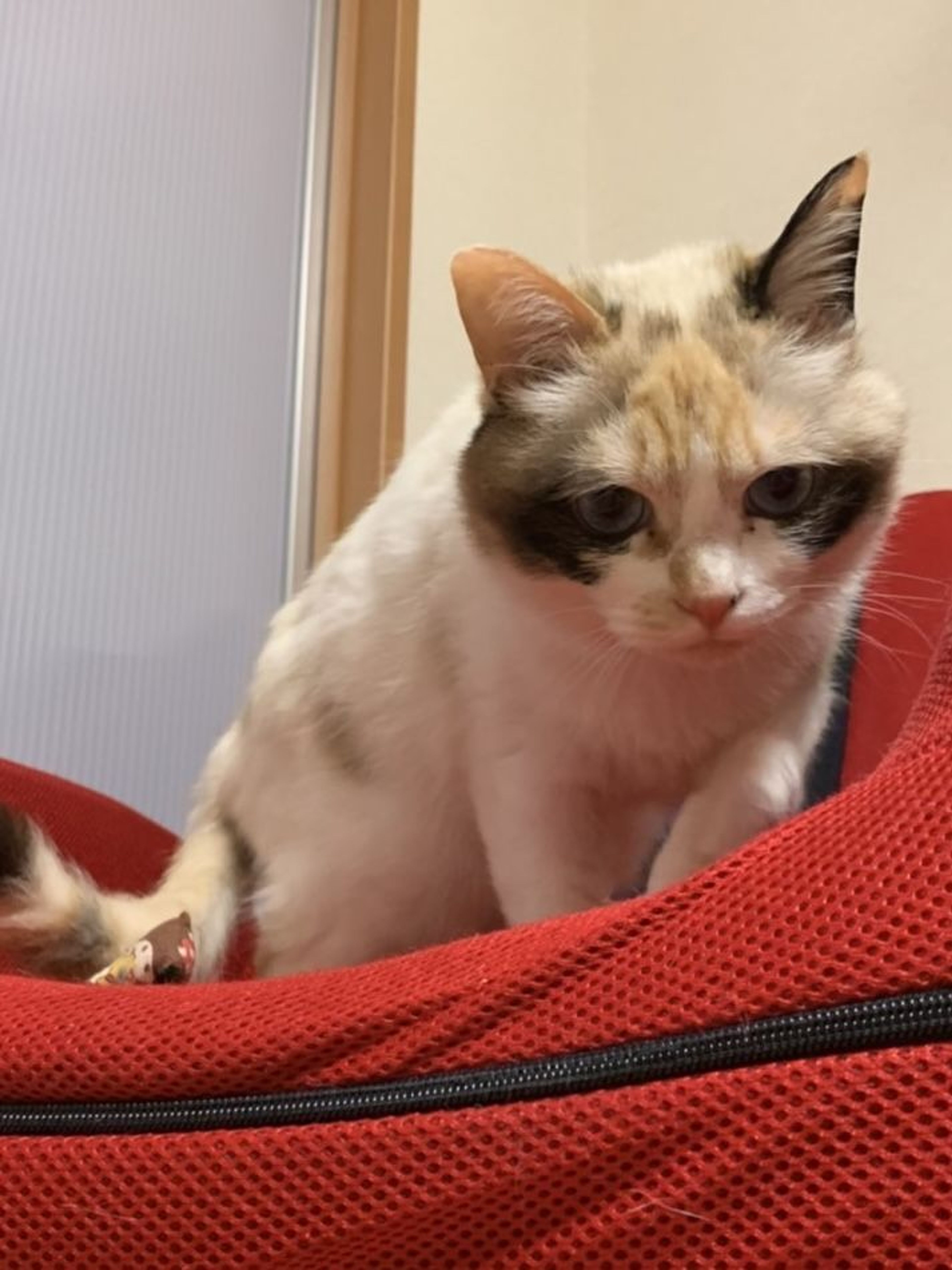 pet-image-3