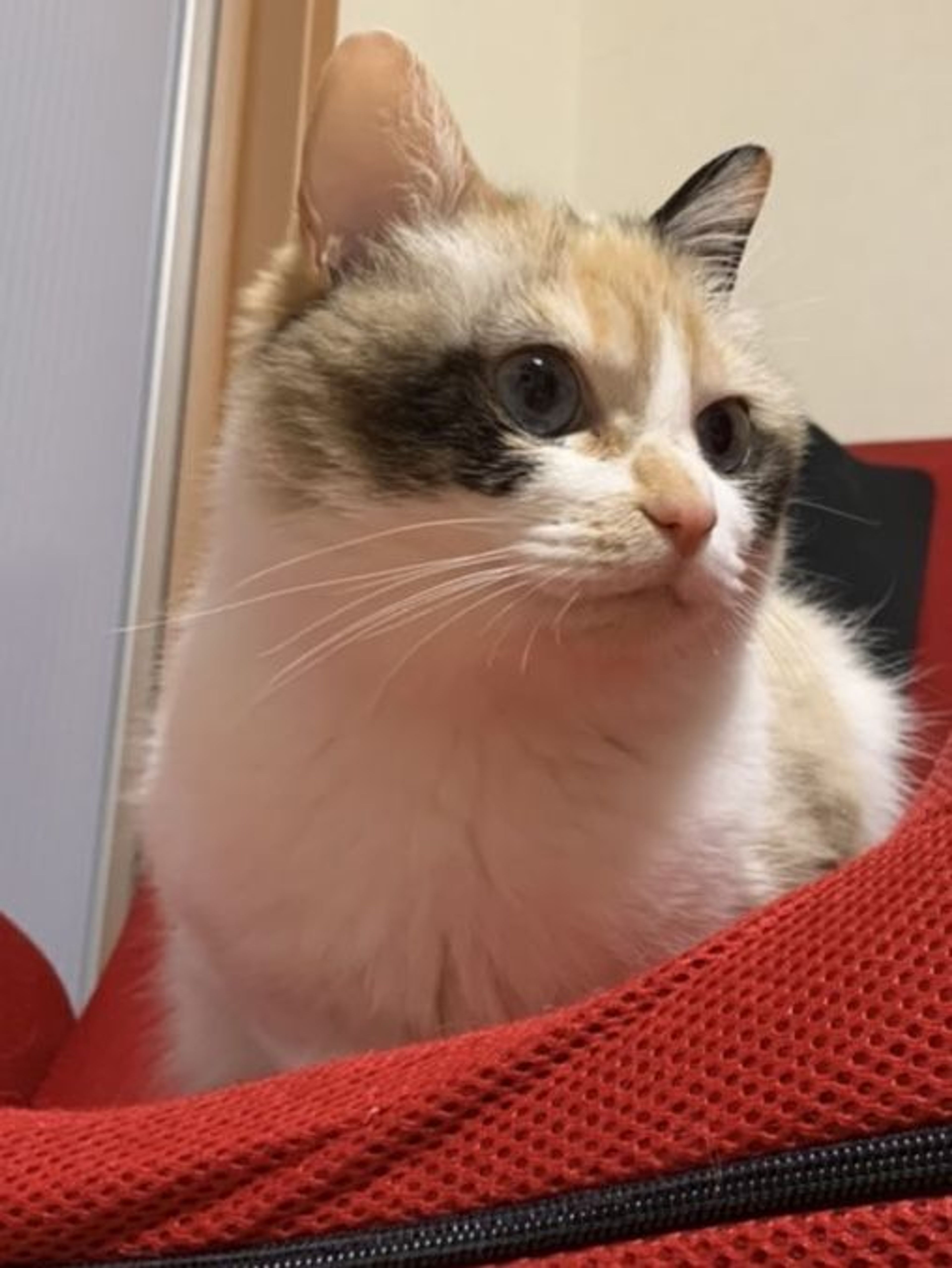 pet-image-4
