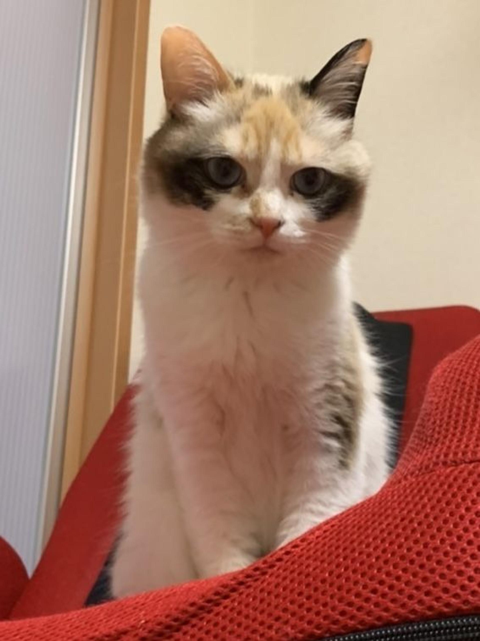 pet-image-5