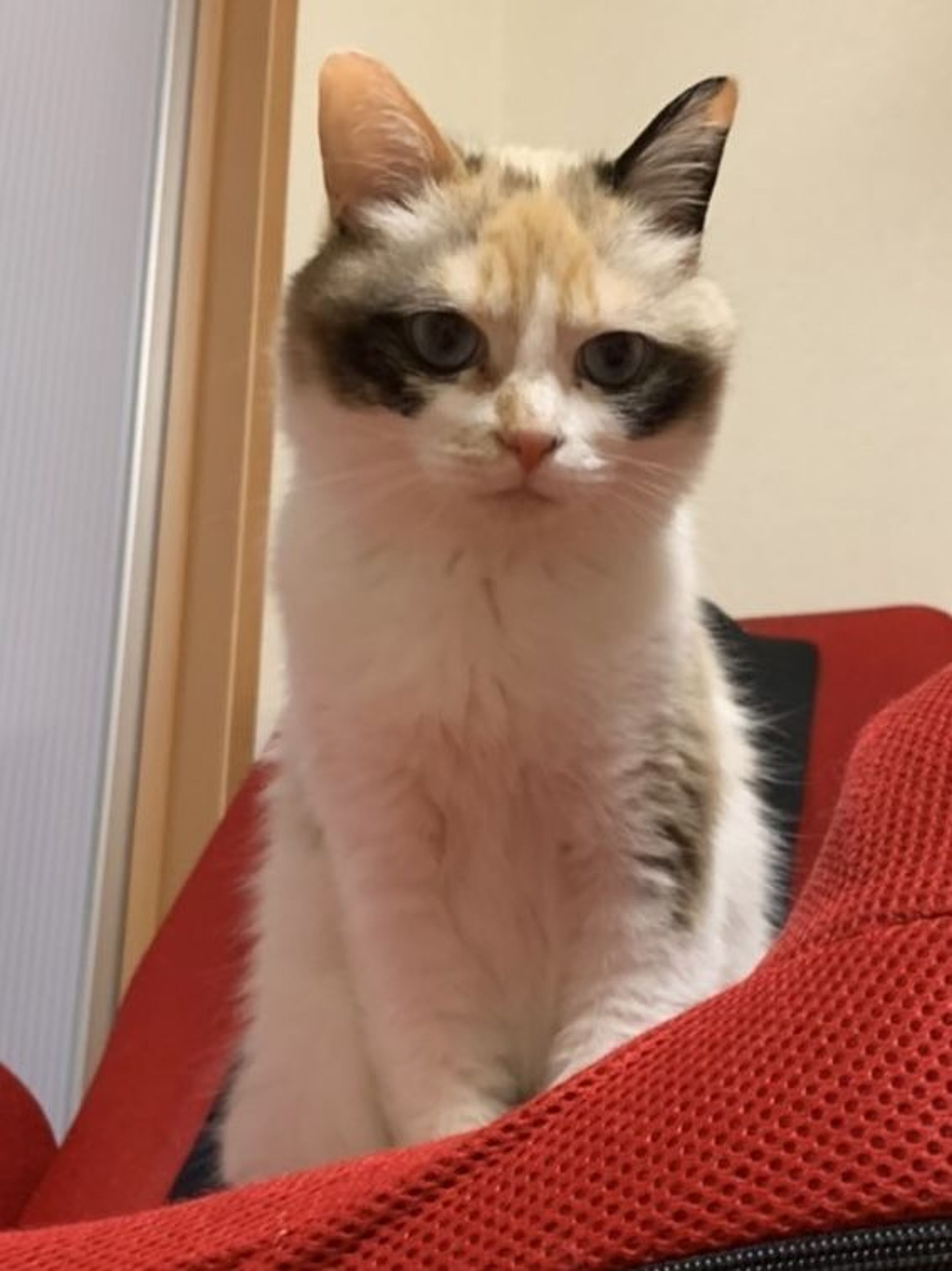 pet-image-5