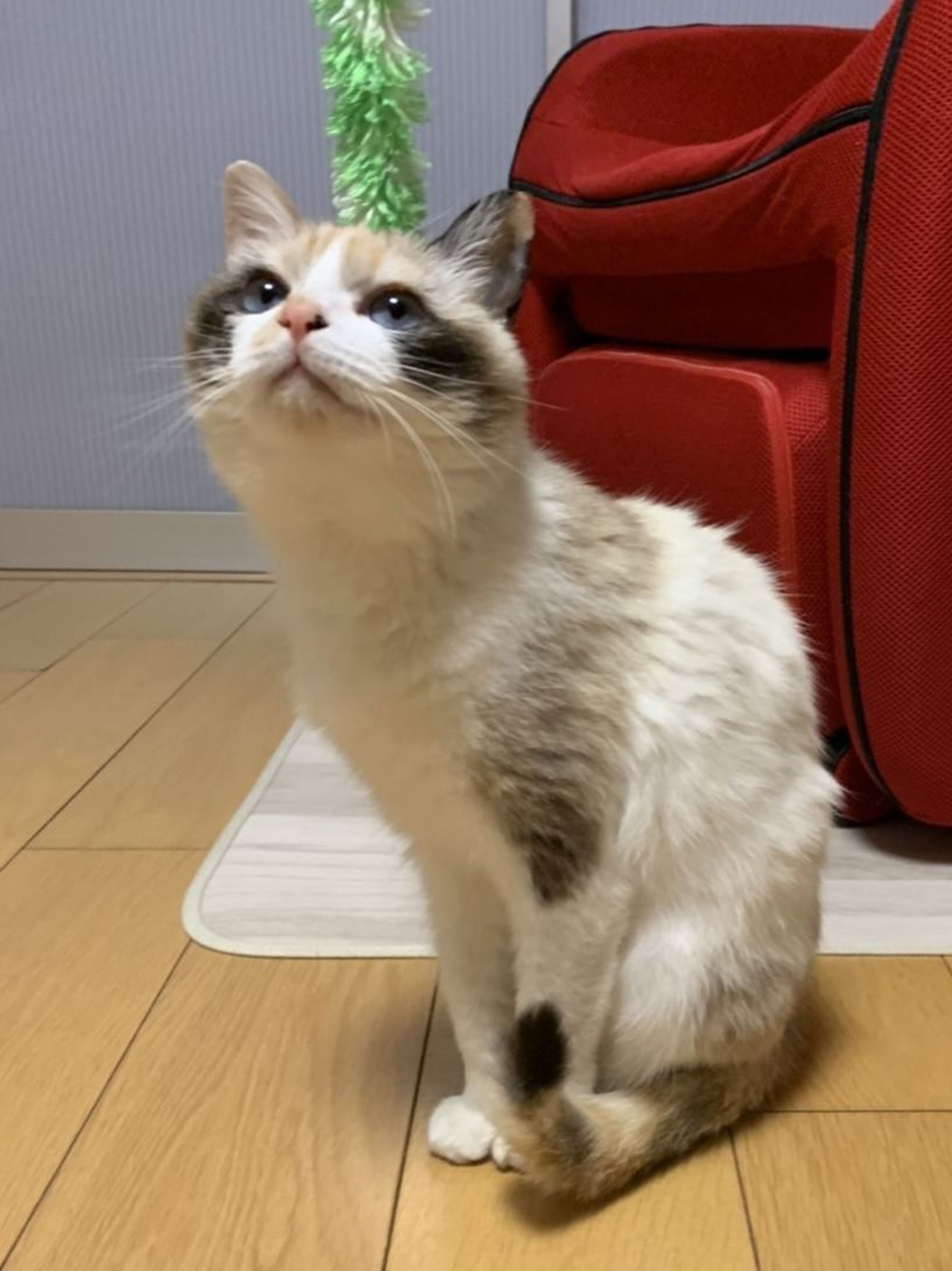 pet-image-6