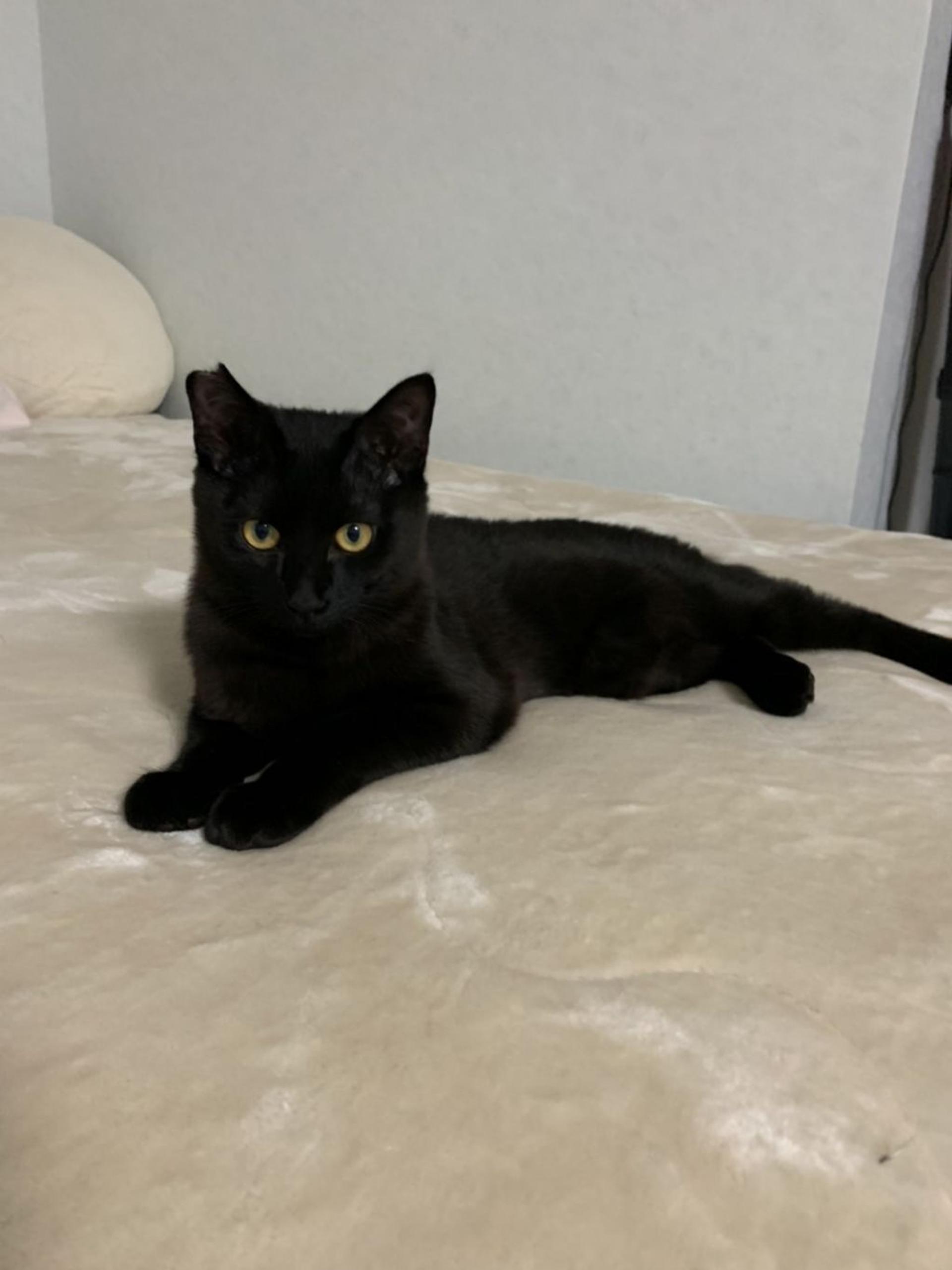 pet-image-5
