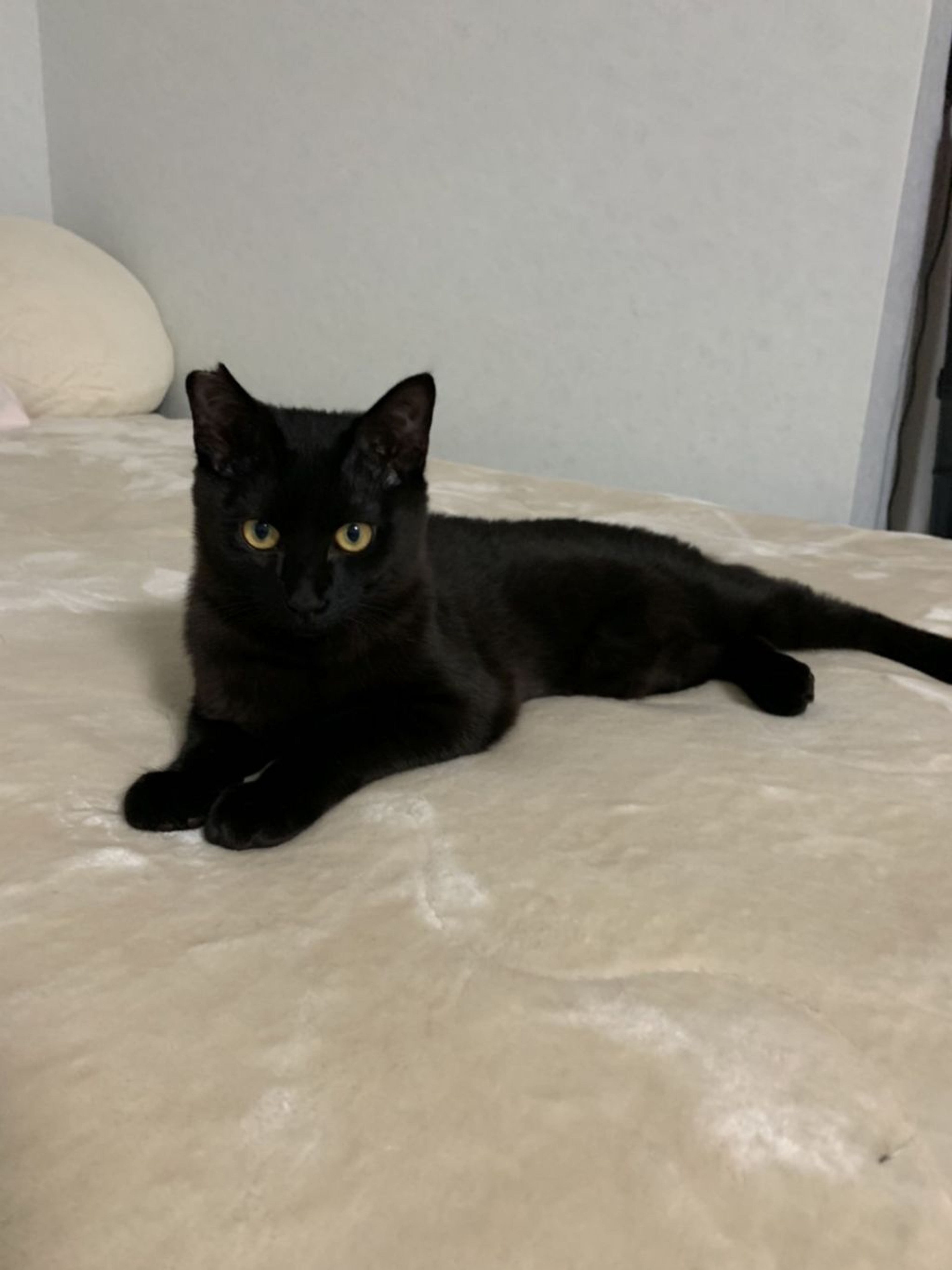 pet-image-5