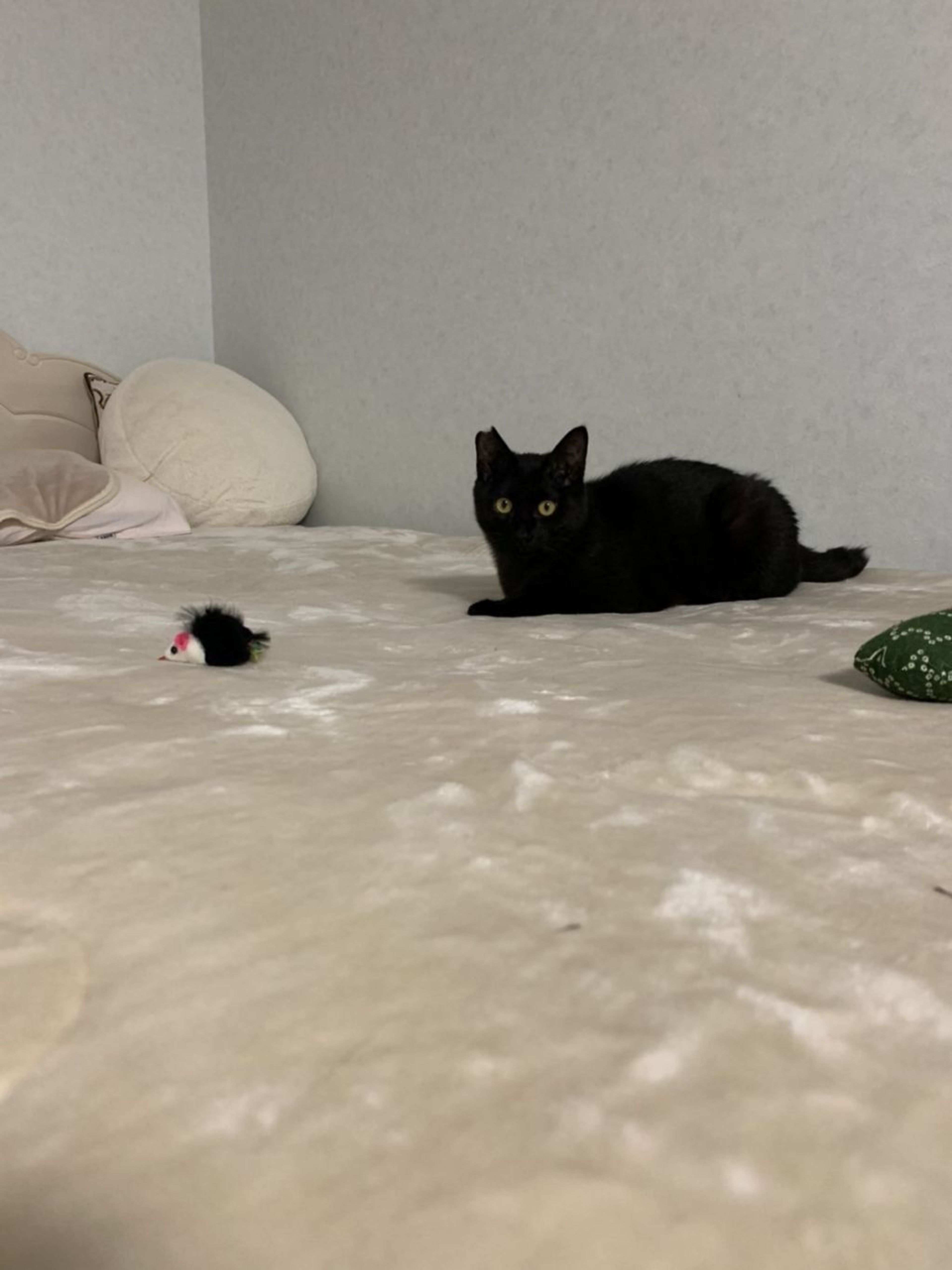 pet-image-6