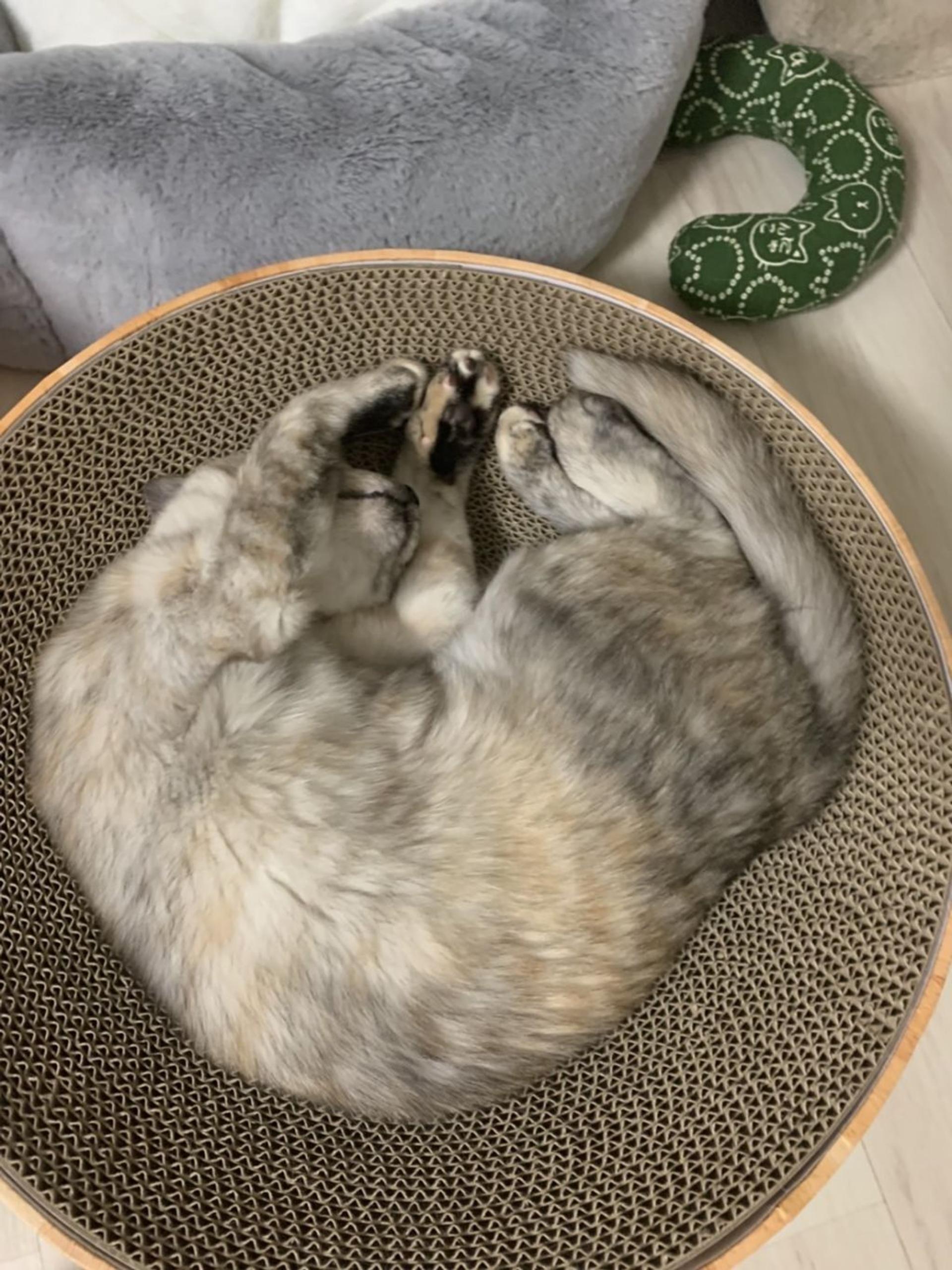 pet-image-7