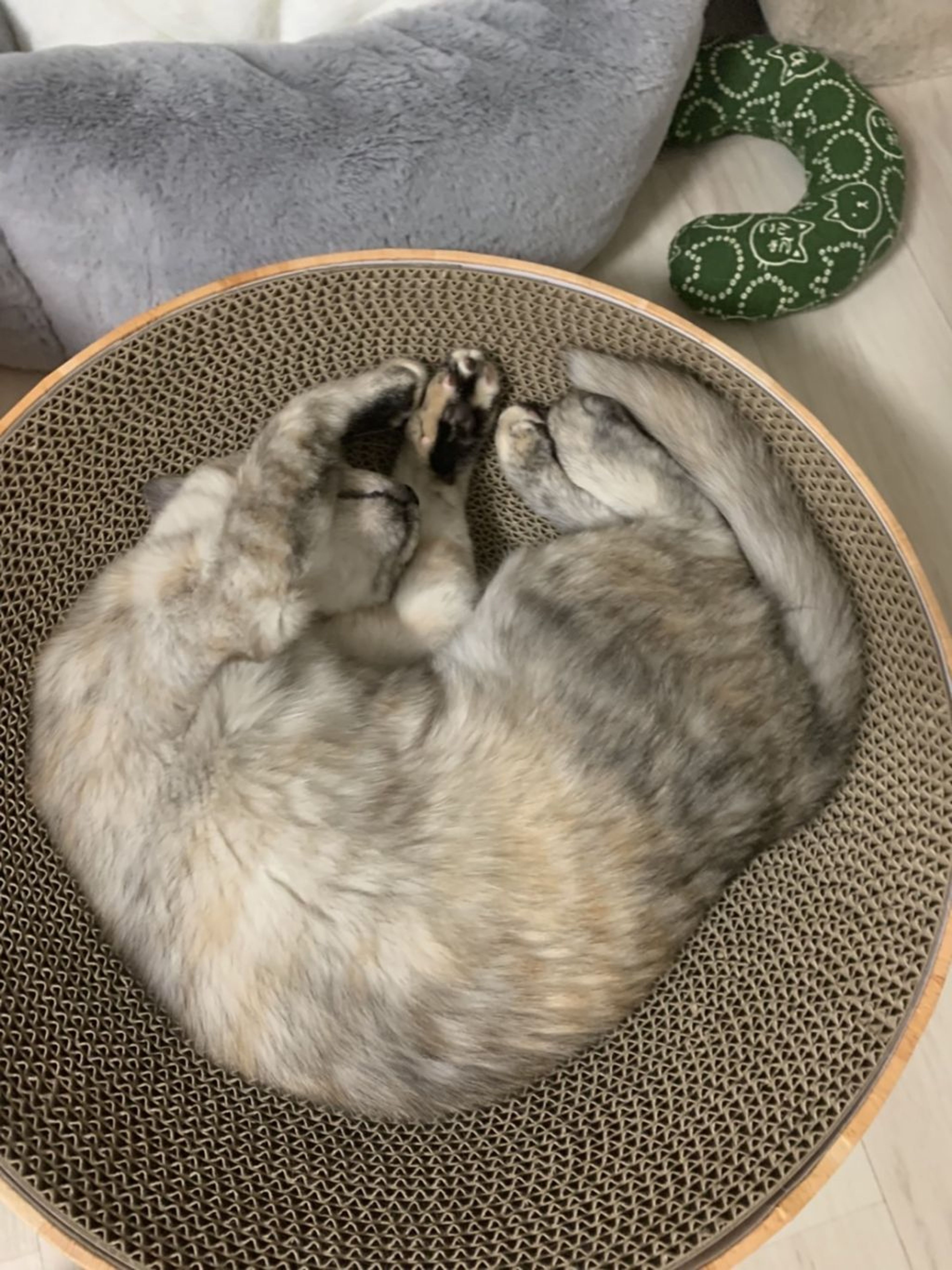 pet-image-7