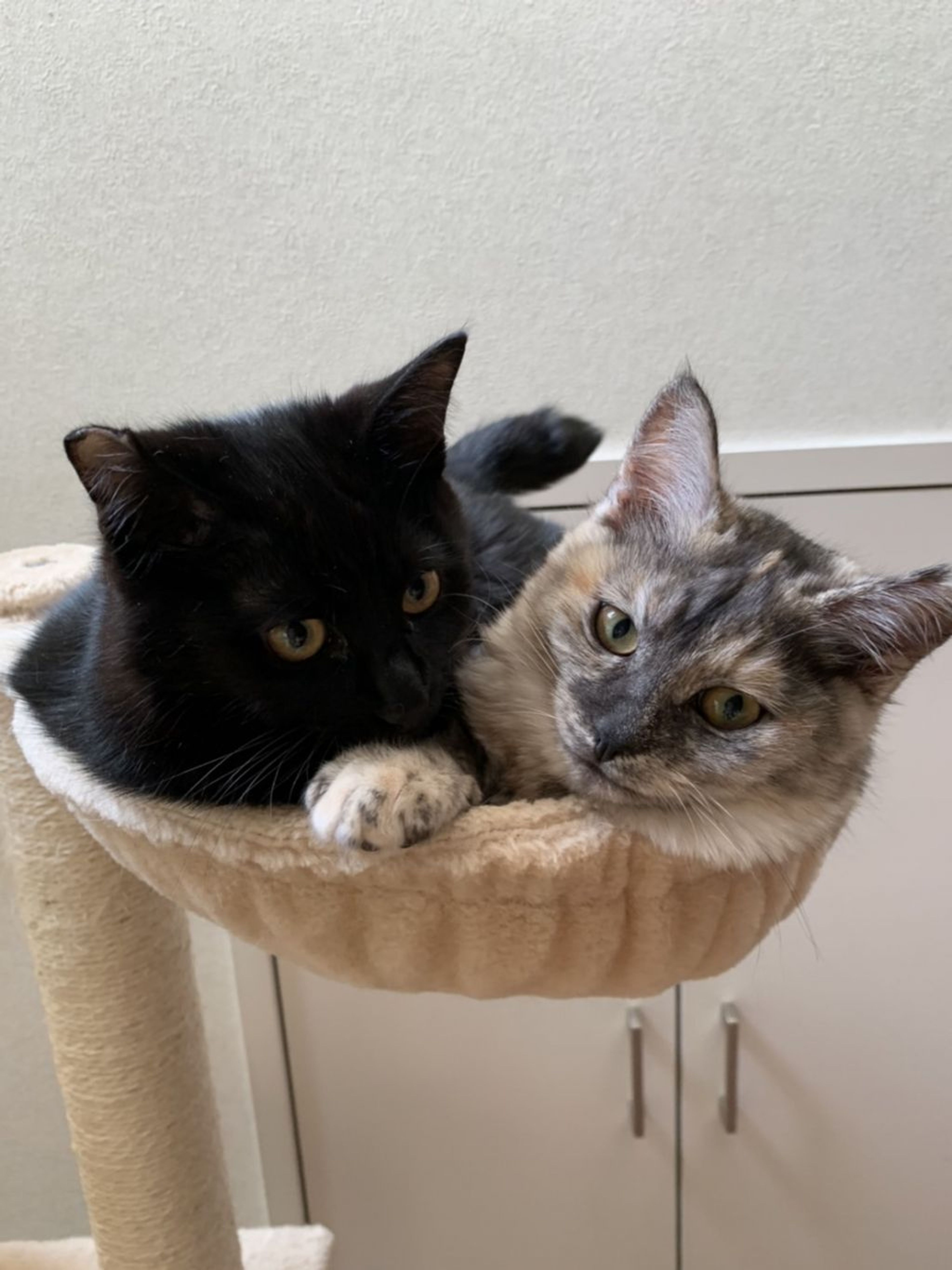 pet-image-8