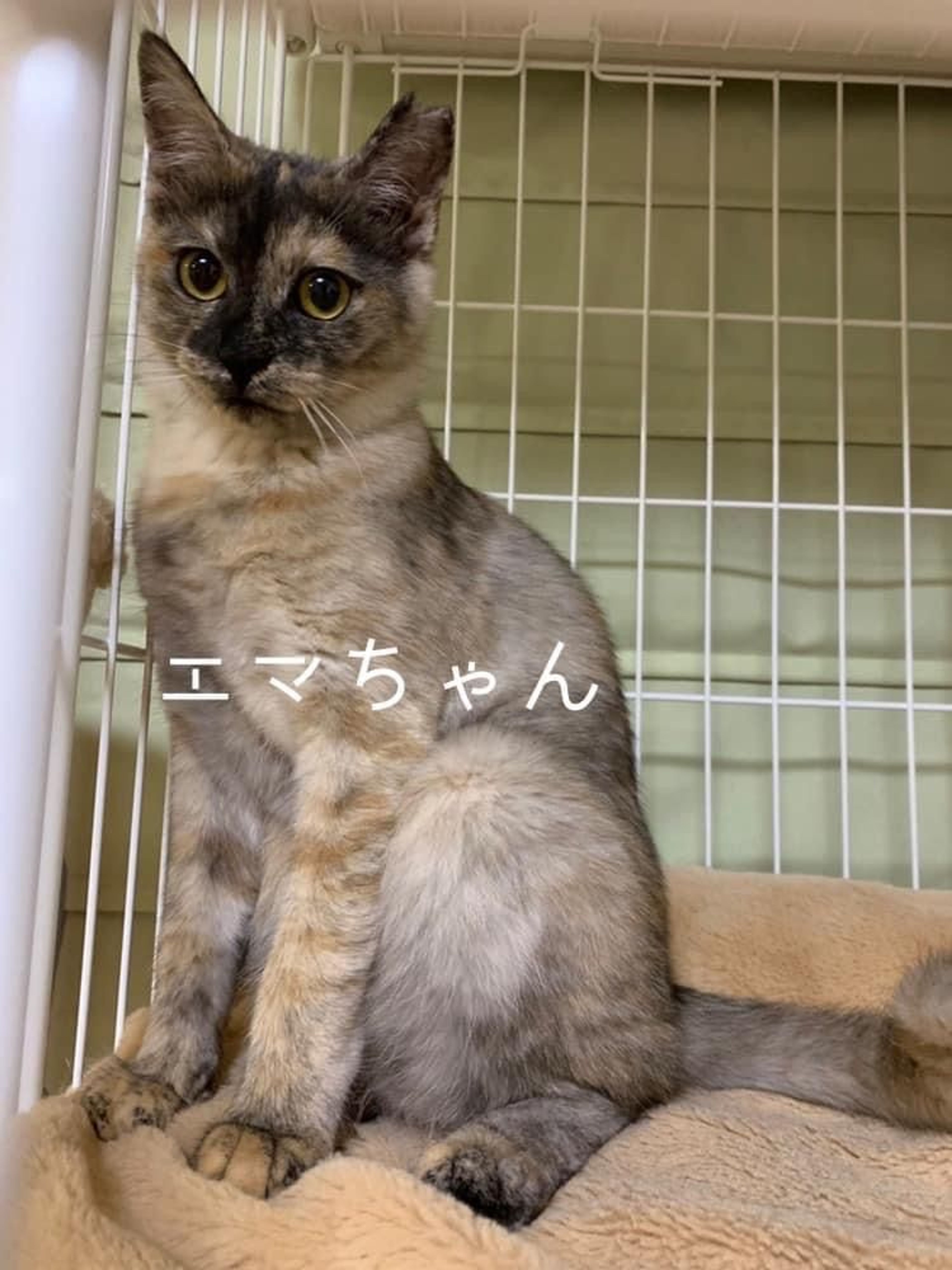pet-image-3