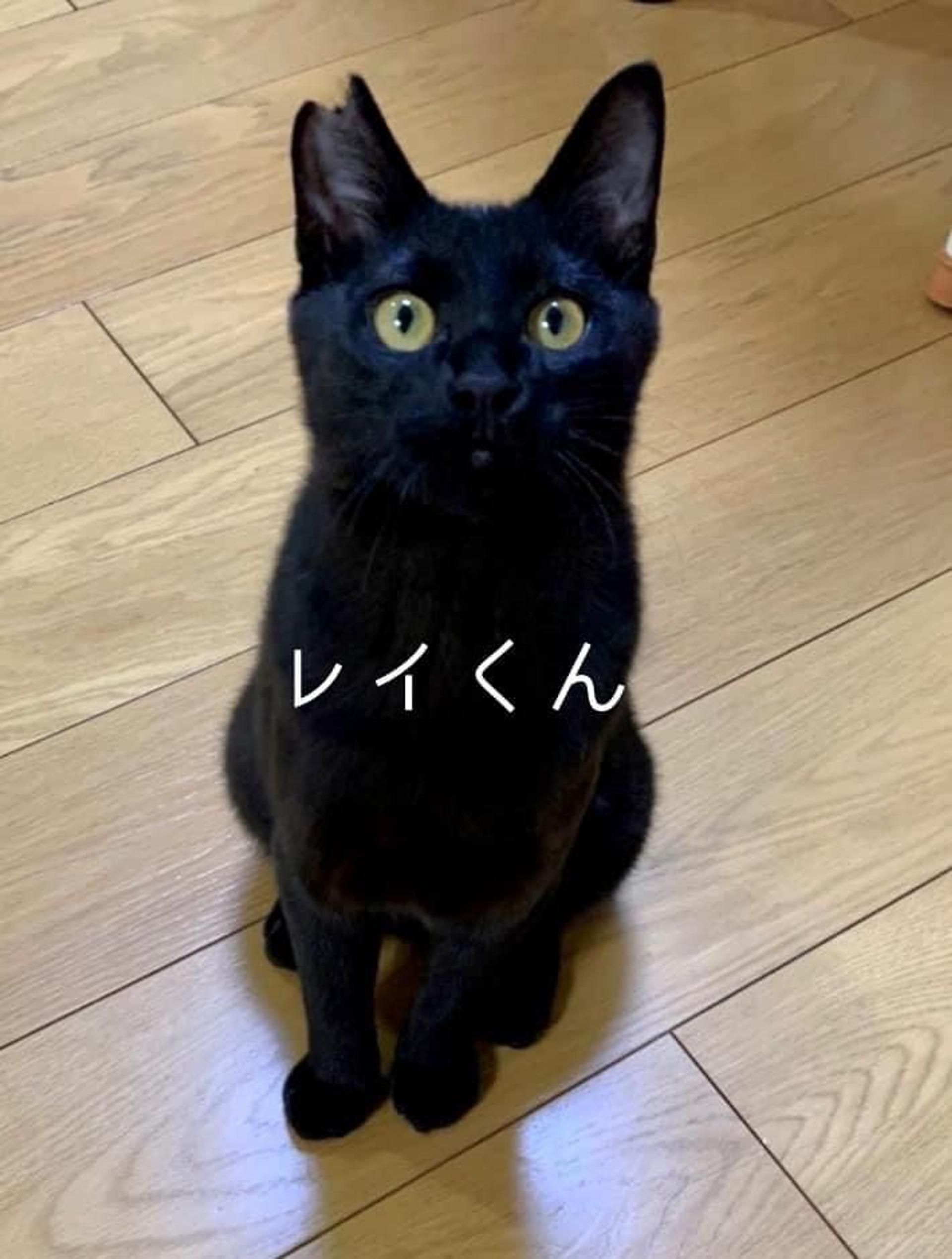 pet-image-4