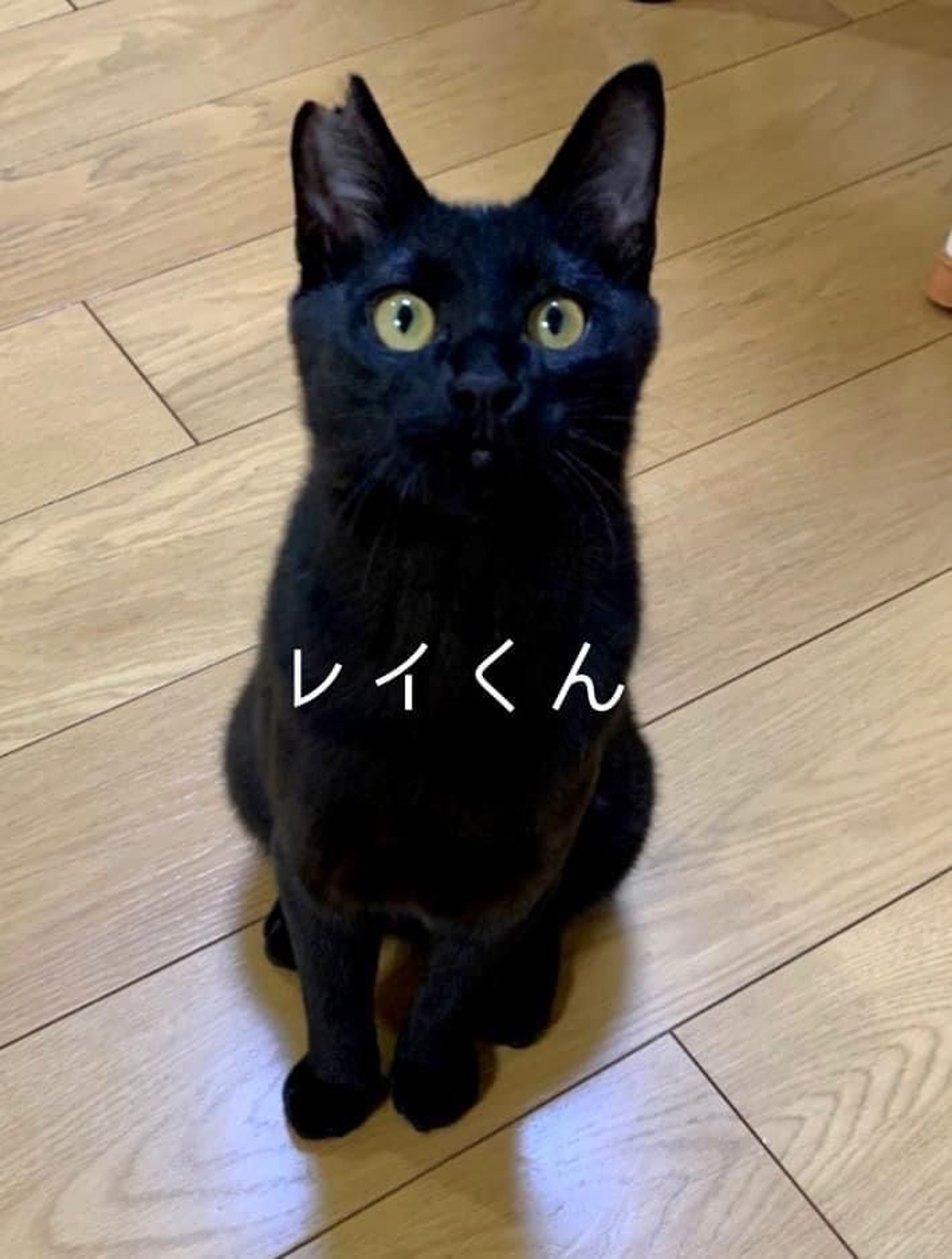 pet-image-4