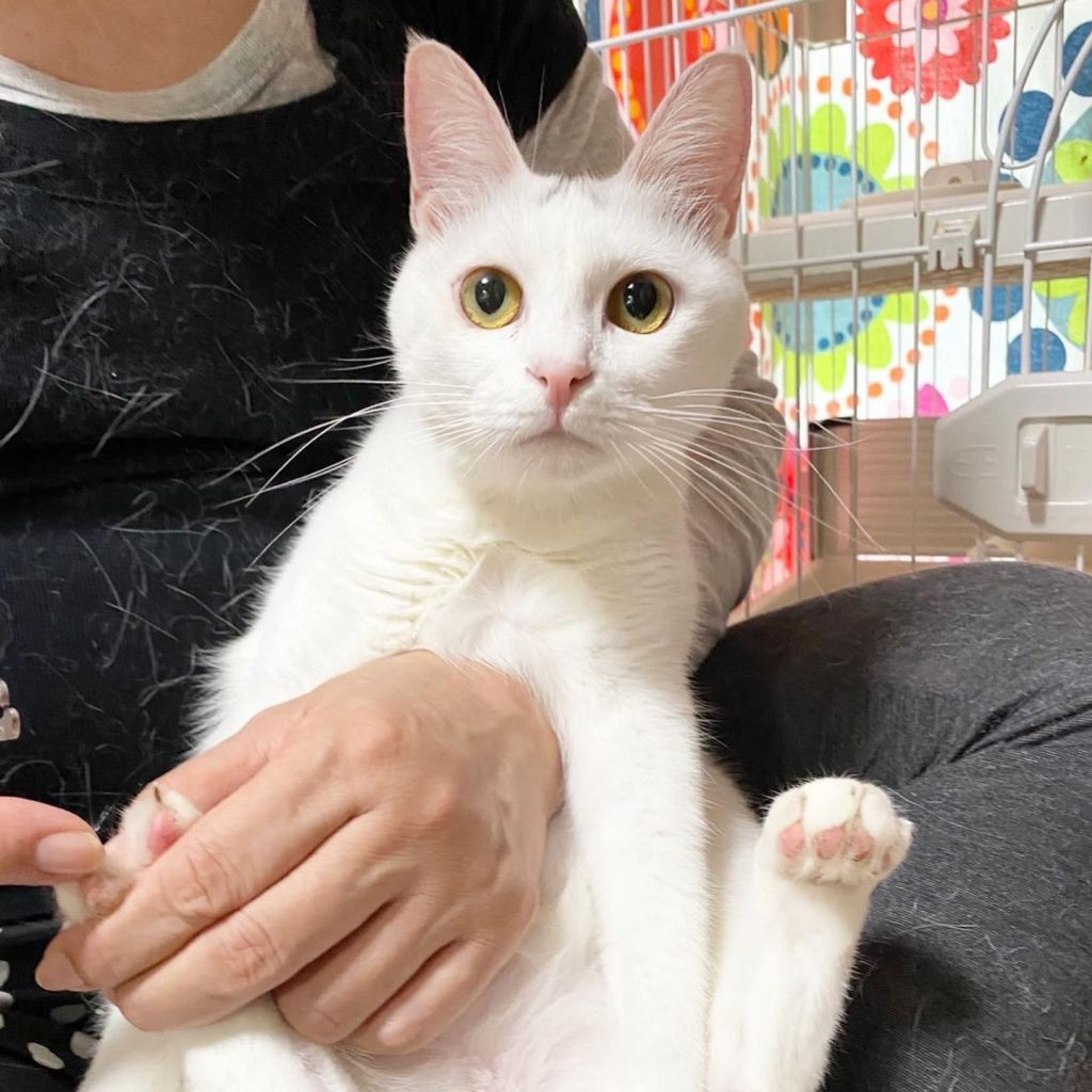 pet-image-4