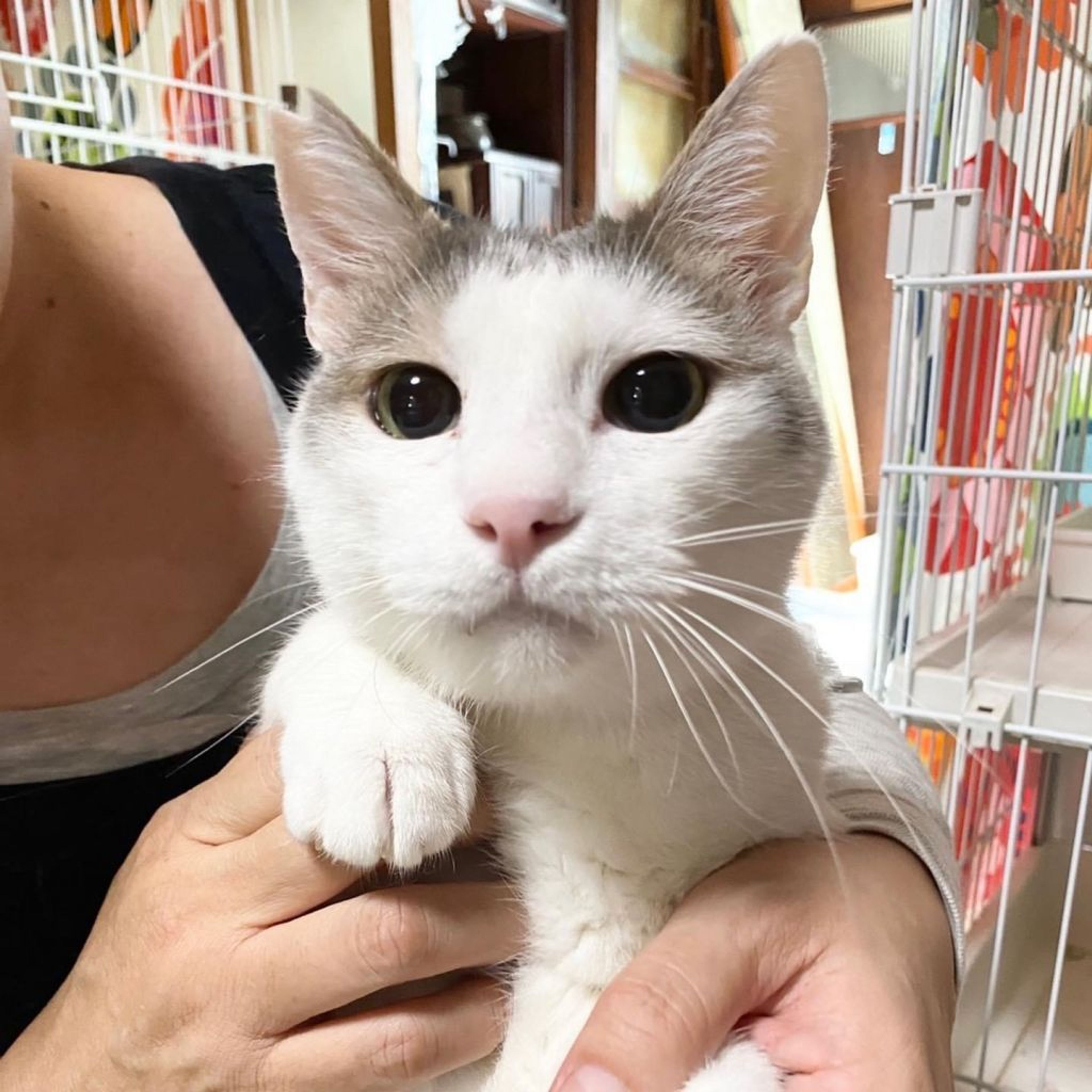 pet-image-5