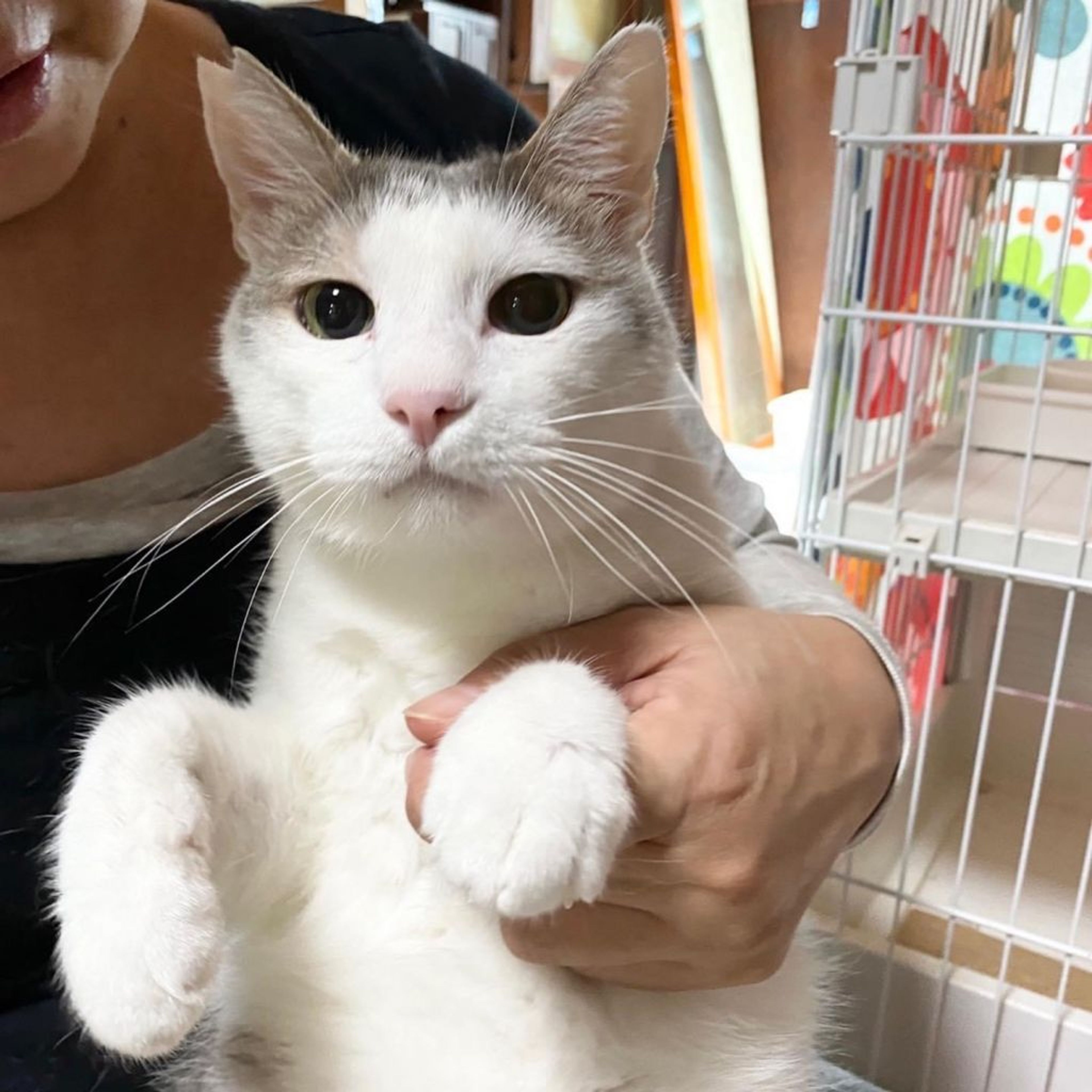 pet-image-6
