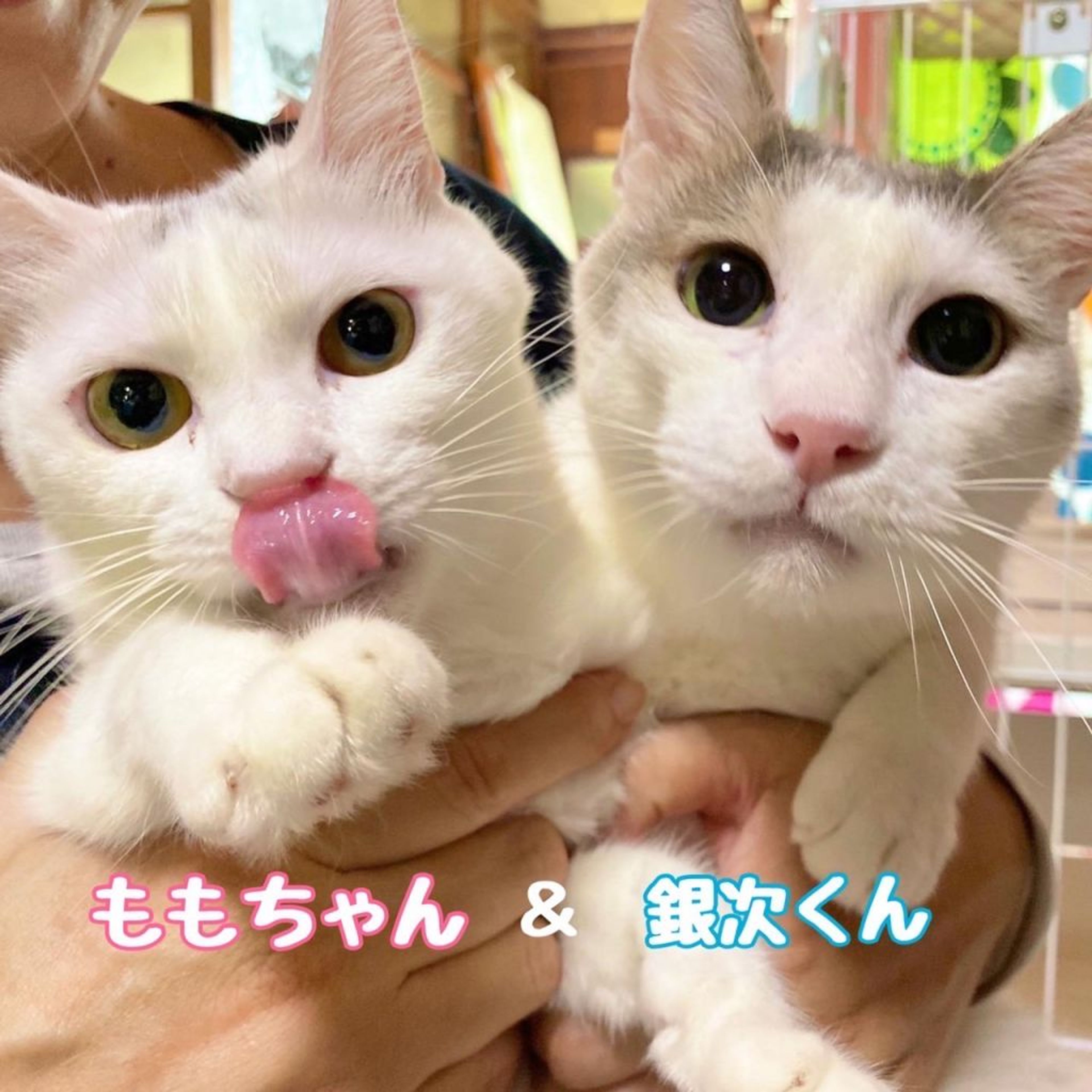雑種（ミックス猫）・メスの里親募集の写真