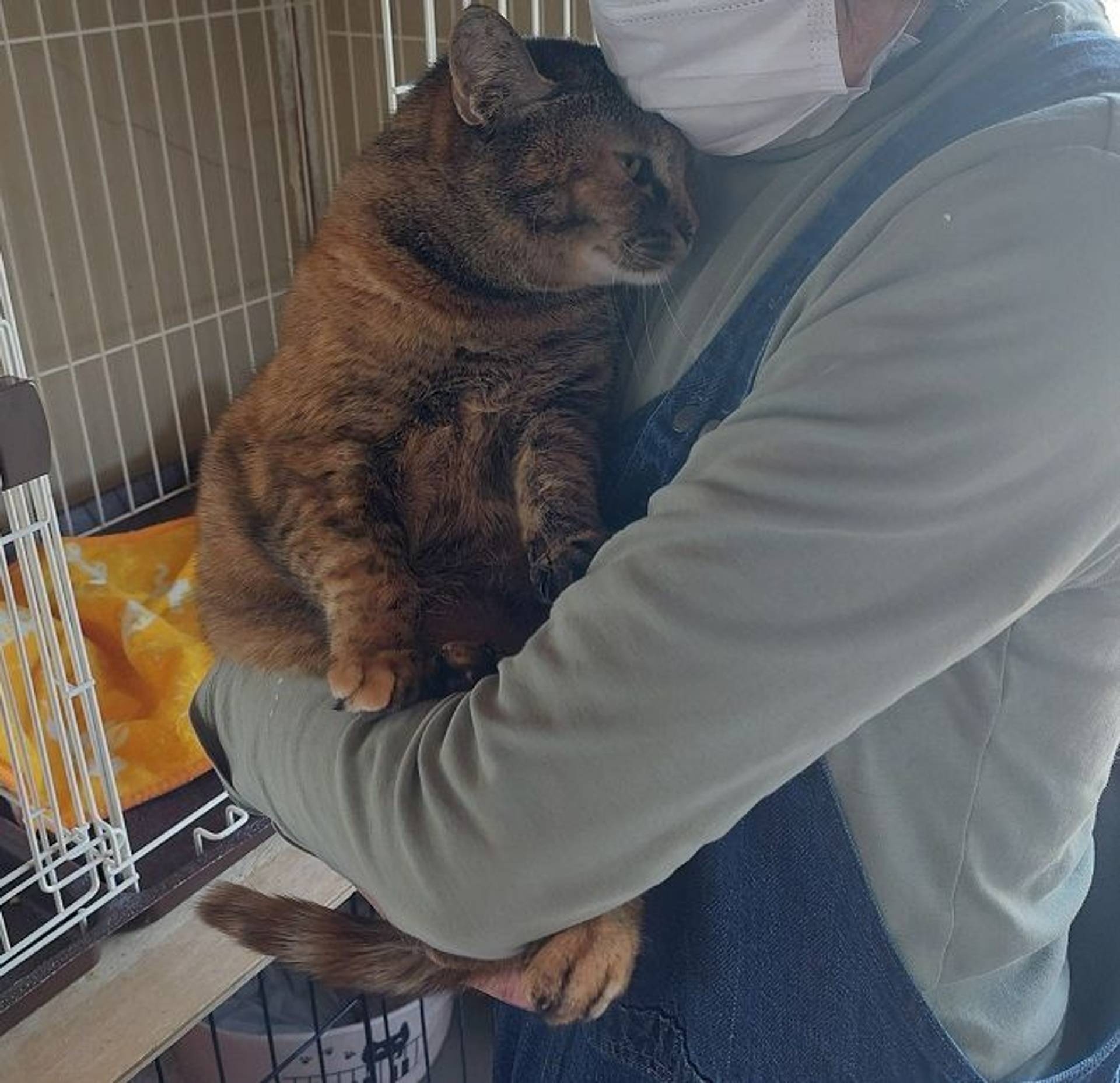 雑種（ミックス猫）・メスの里親募集の写真