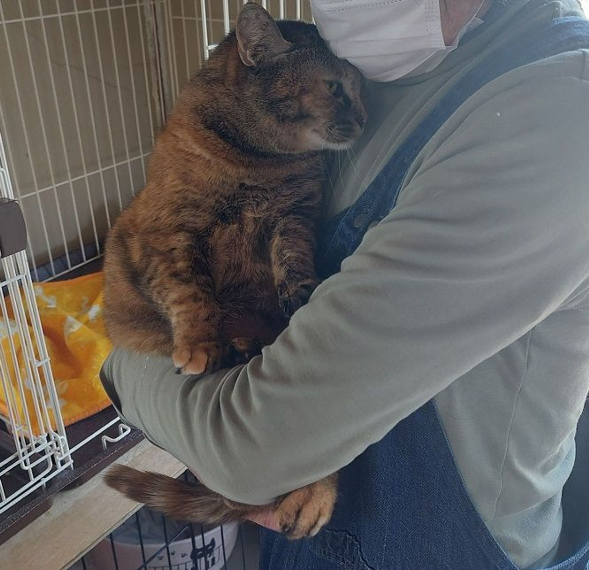 雑種（ミックス猫）・メスの里親募集の写真