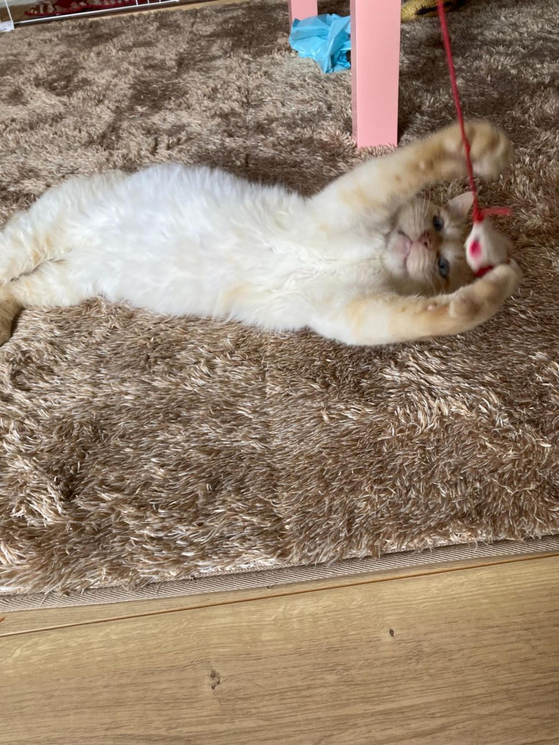 pet-image-2