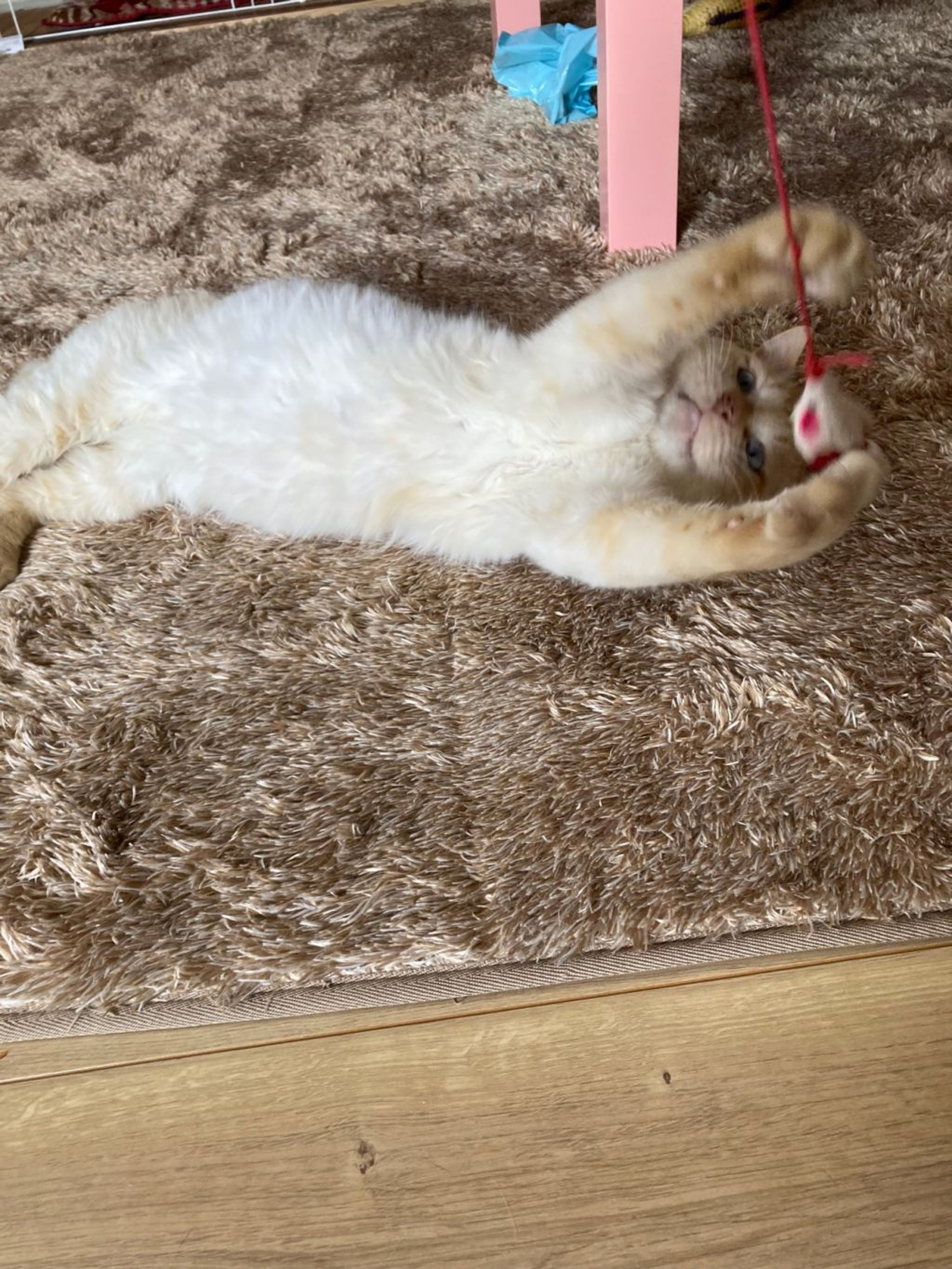 pet-image-2