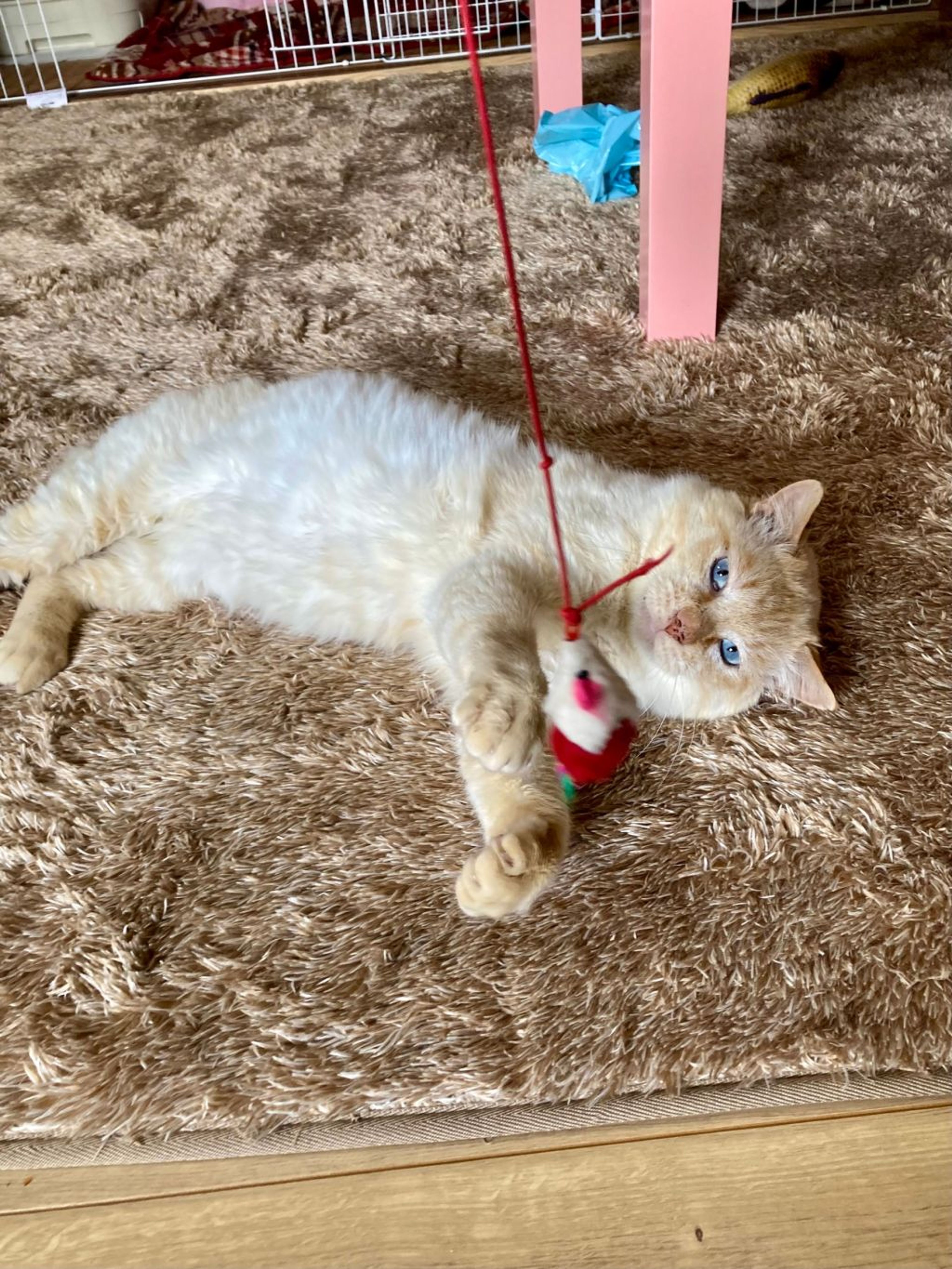 pet-image-3