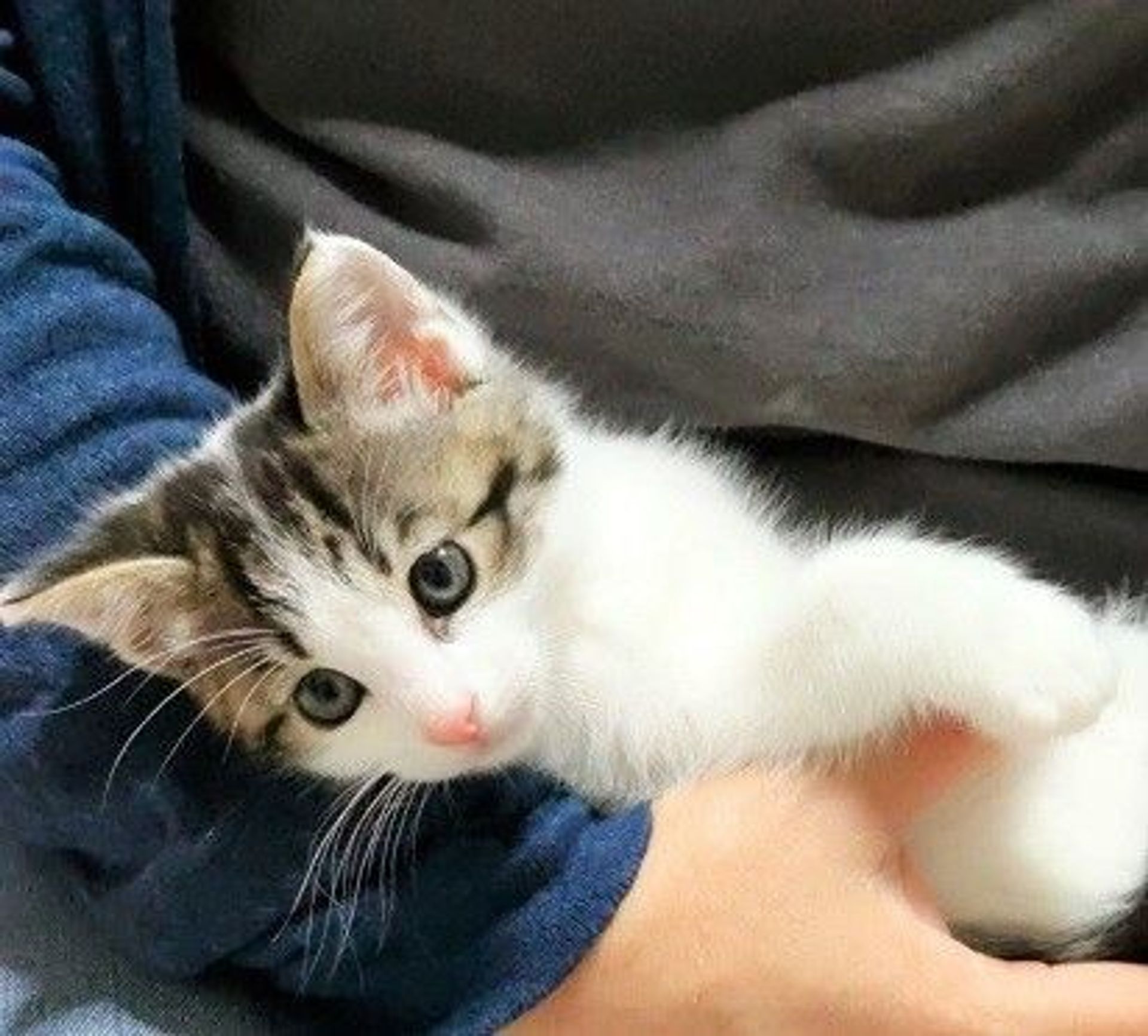 雑種（ミックス猫）・オスの里親募集の写真