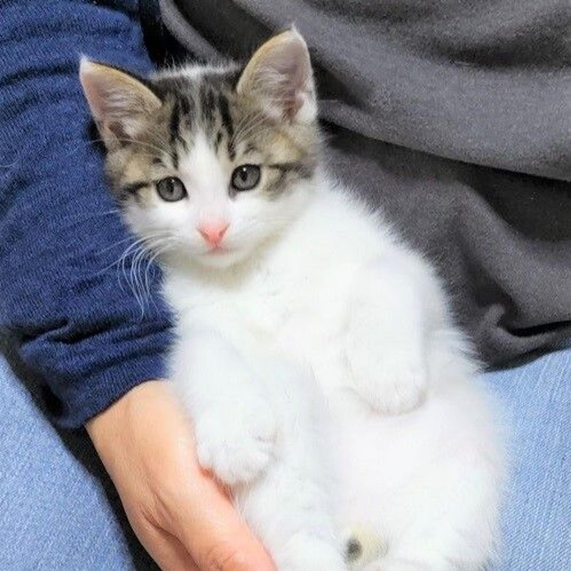 pet-image-2