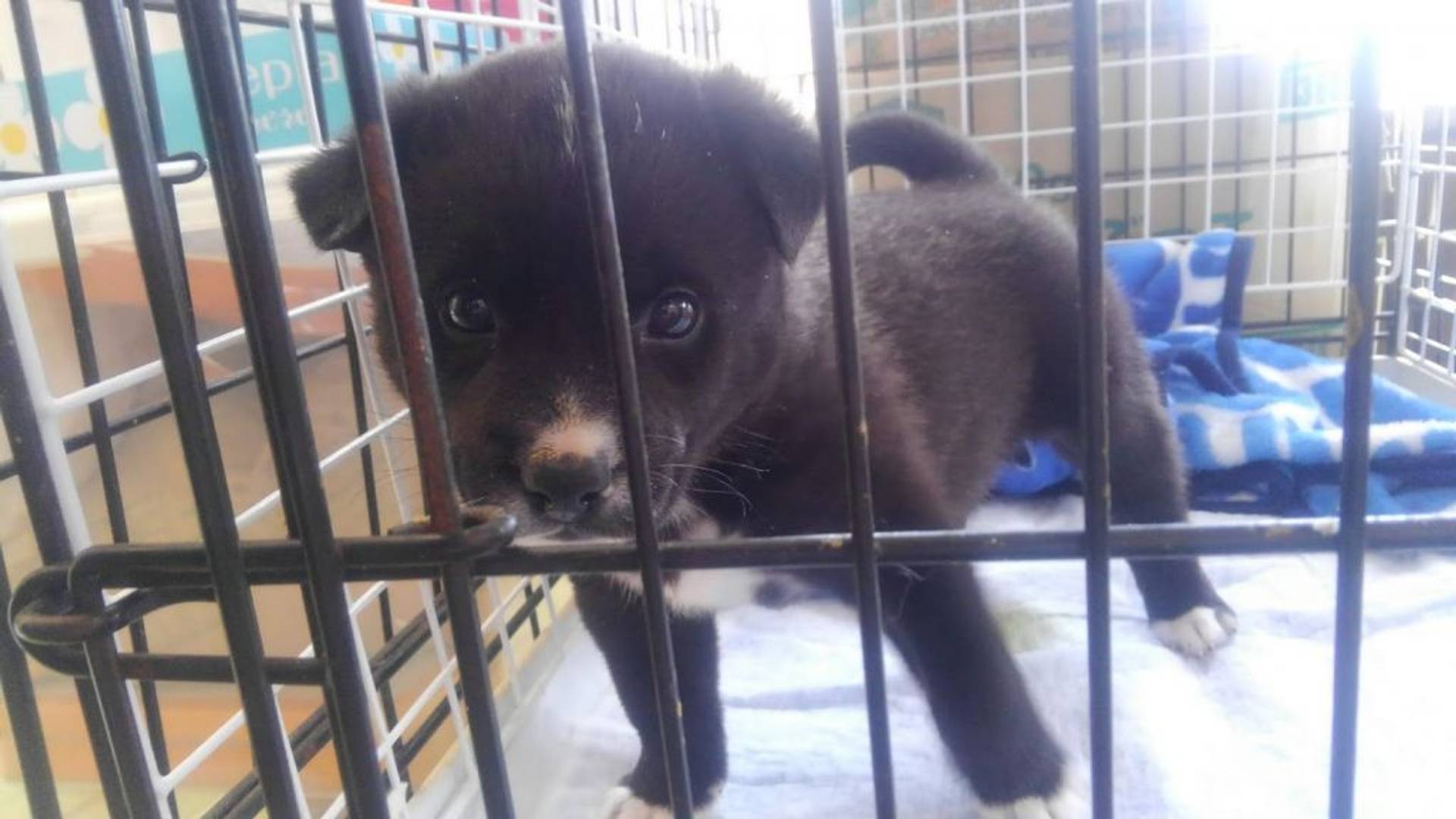 雑種（ミックス犬）・オスの里親募集の写真