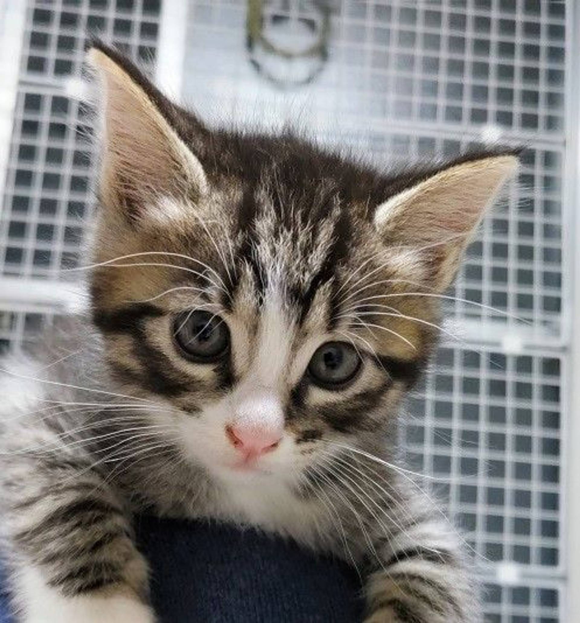 雑種（ミックス猫）・オスの里親募集の写真