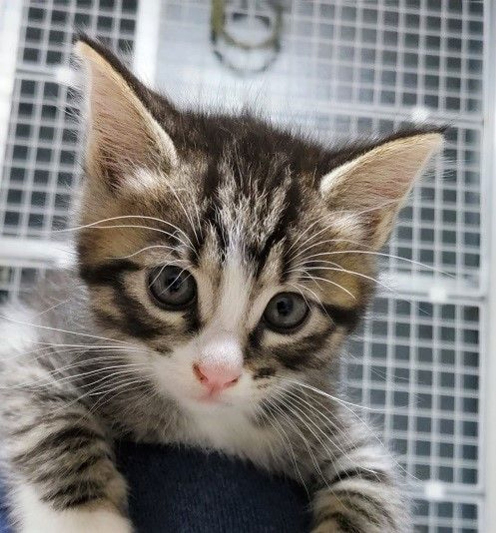雑種（ミックス猫）・オスの里親募集の写真