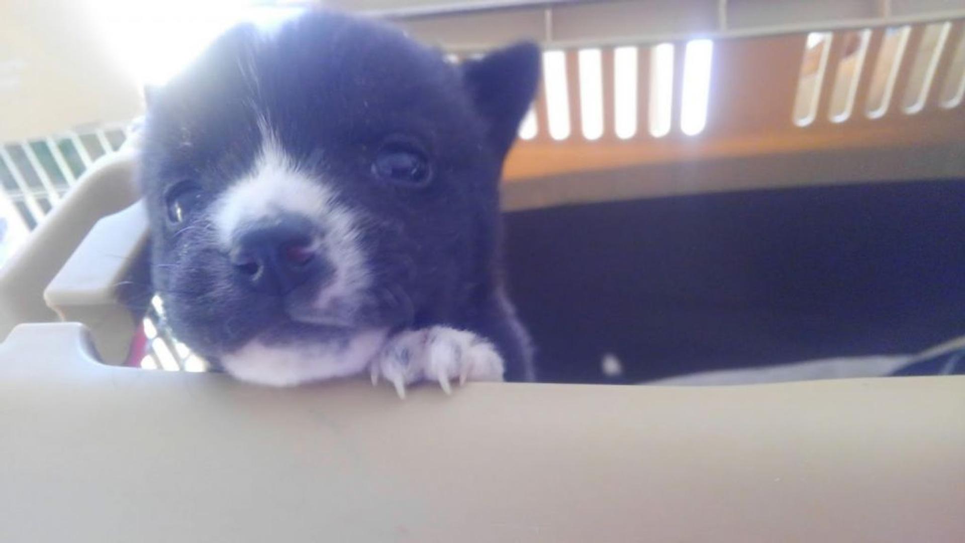 pet-image-2