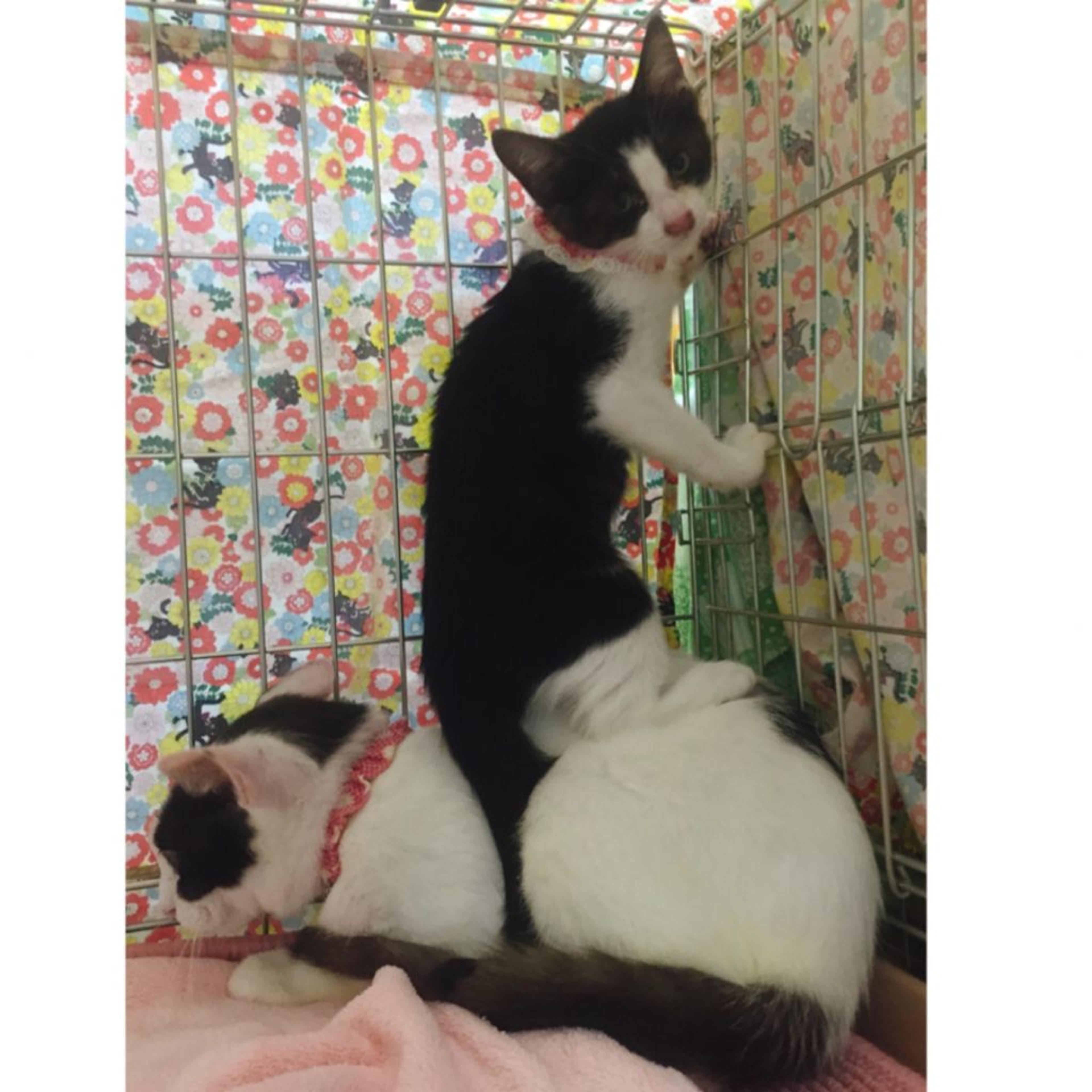 pet-image-3