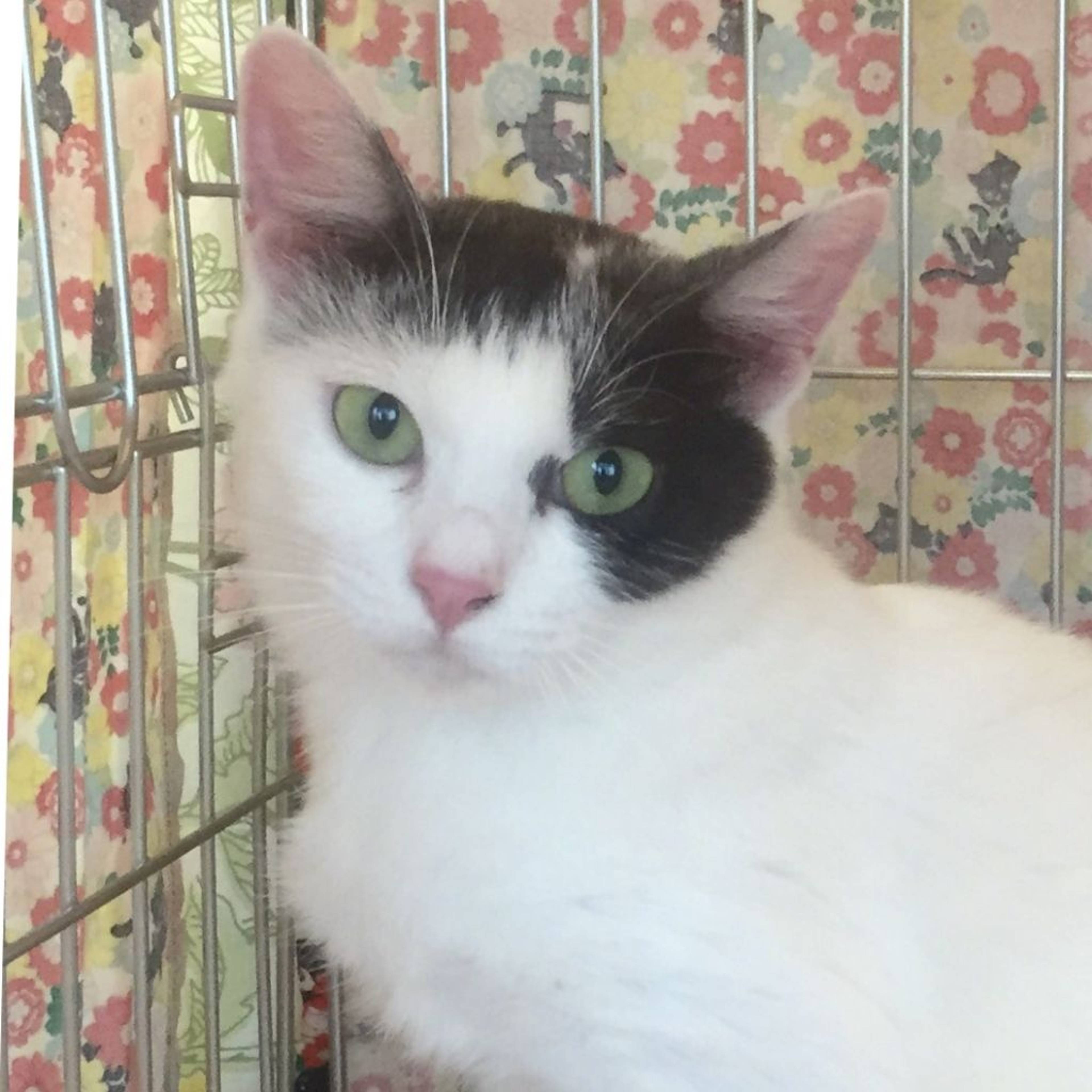 雑種（ミックス猫）・メスの里親募集の写真