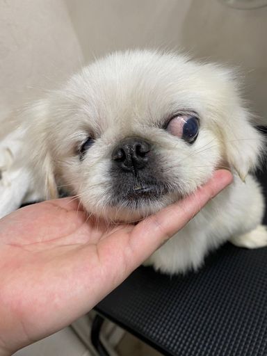 おたま