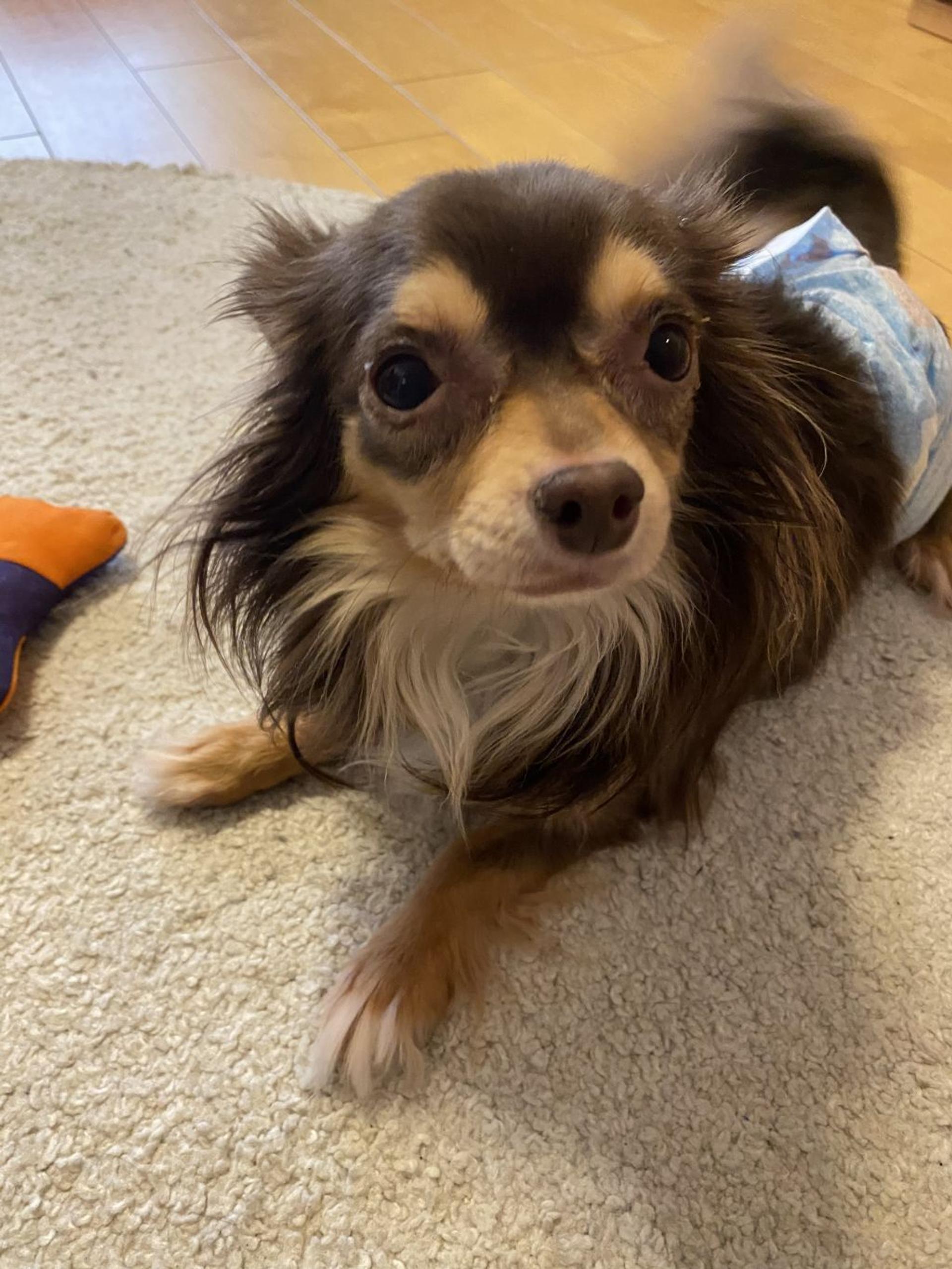 pet-image-2