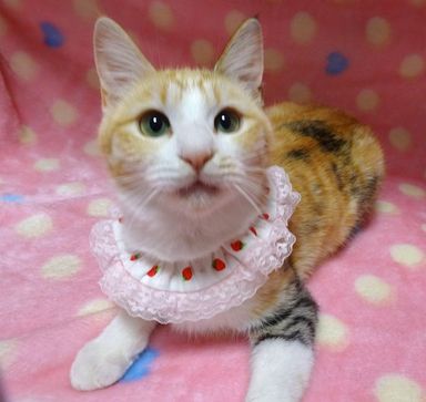 美衣(みい)ちゃんの写真